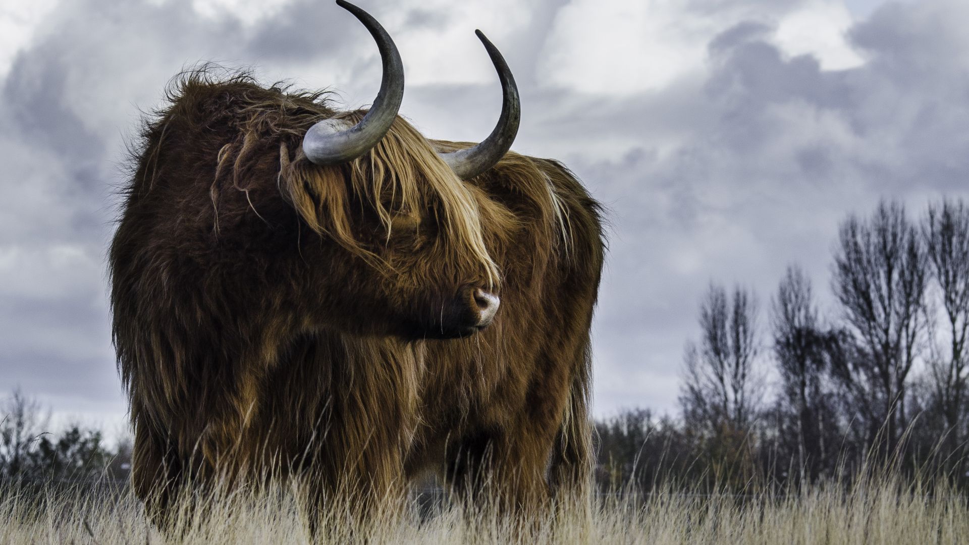 Wallpaper Furry cow, Scotland