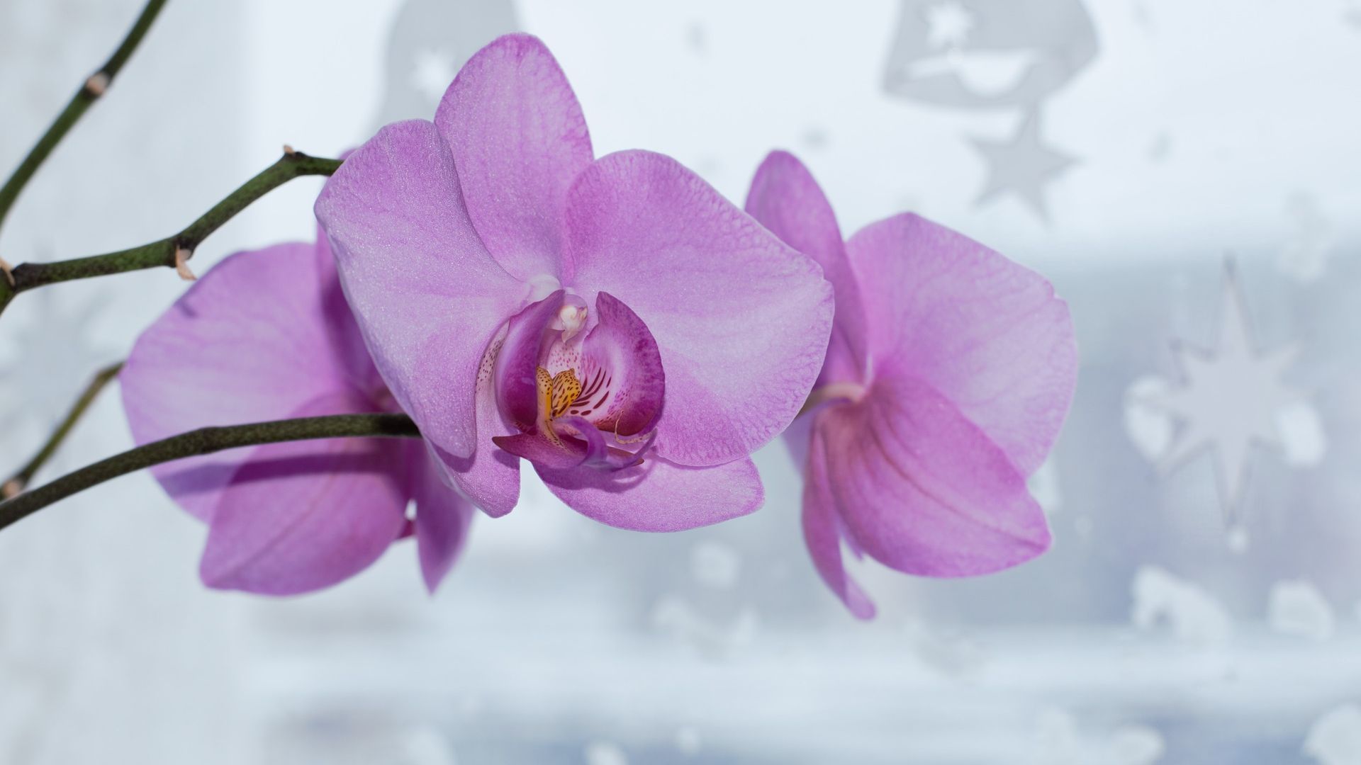 Wallpaper Pink orchid flowers, blossom, close up