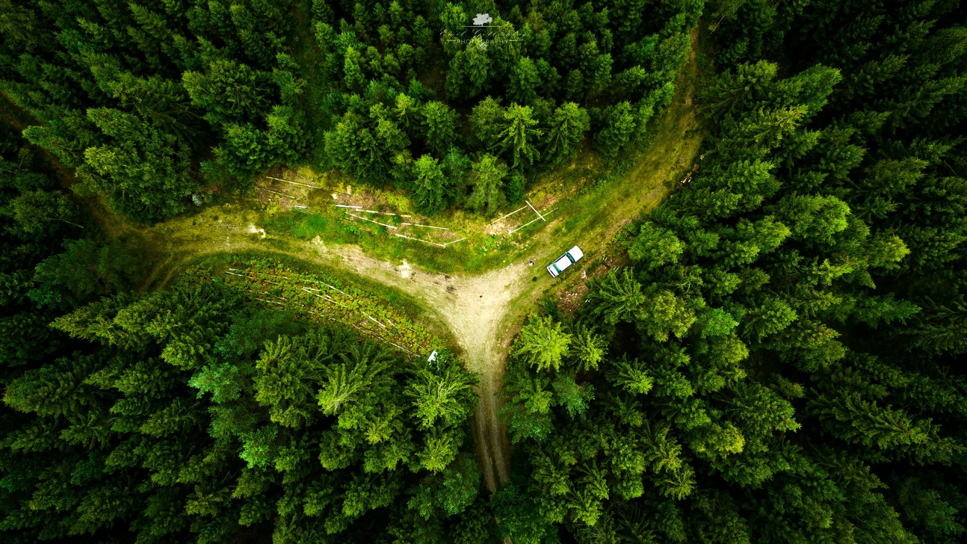 Wallpaper Aerial view of green forest