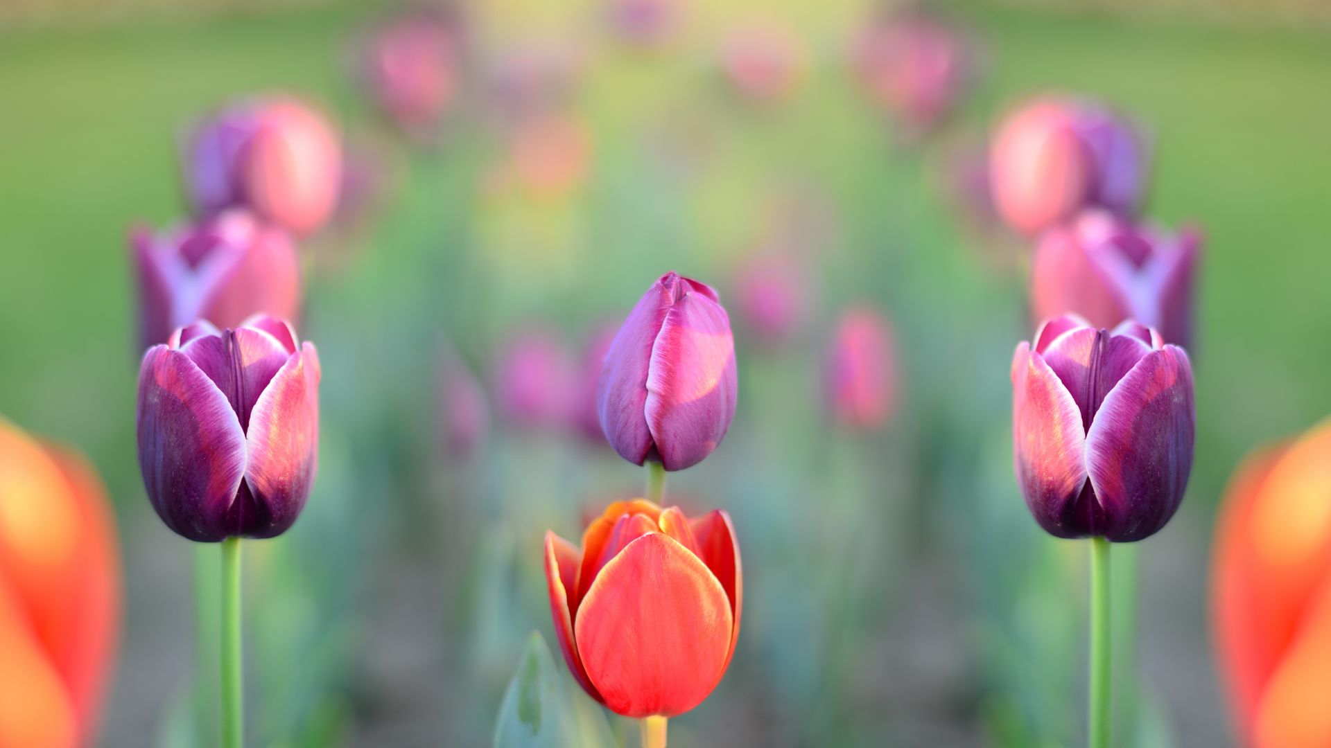 Wallpaper Tulips park, flowers, spring
