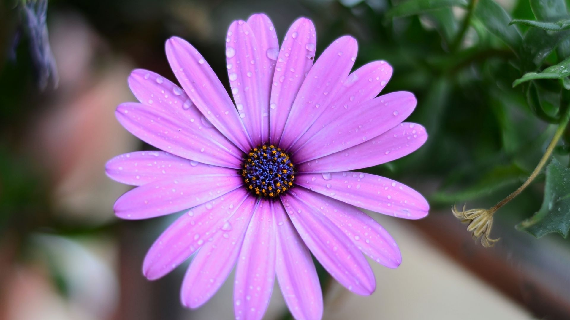 Wallpaper Drops on pink daisy, flowers, morning