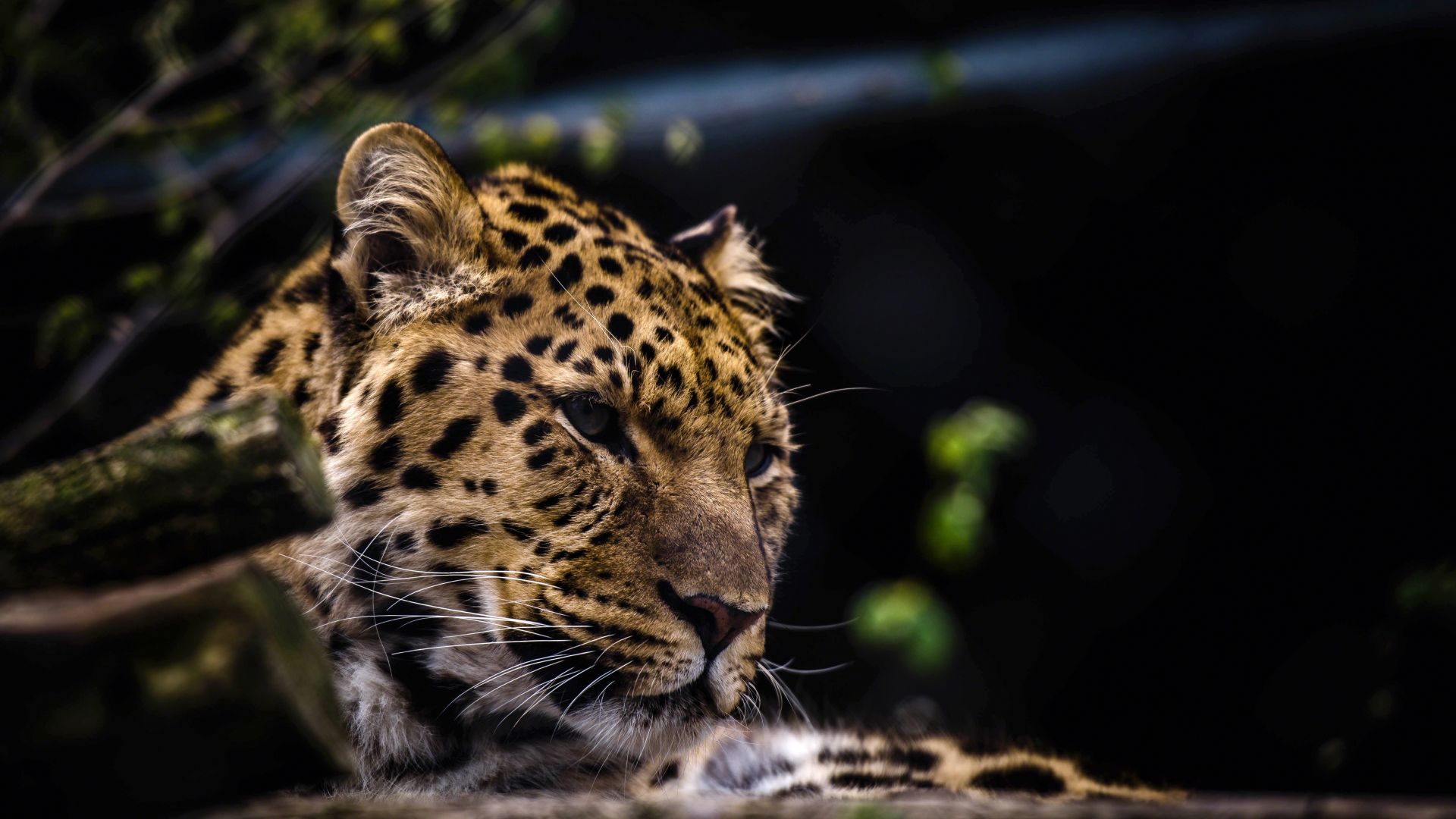 Wallpaper Leopard predator muzzle