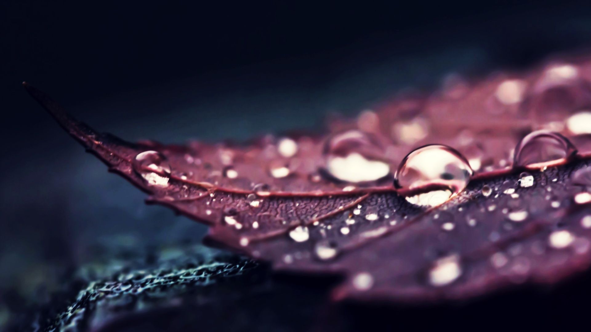 Wallpaper Water drops on leaf, close up