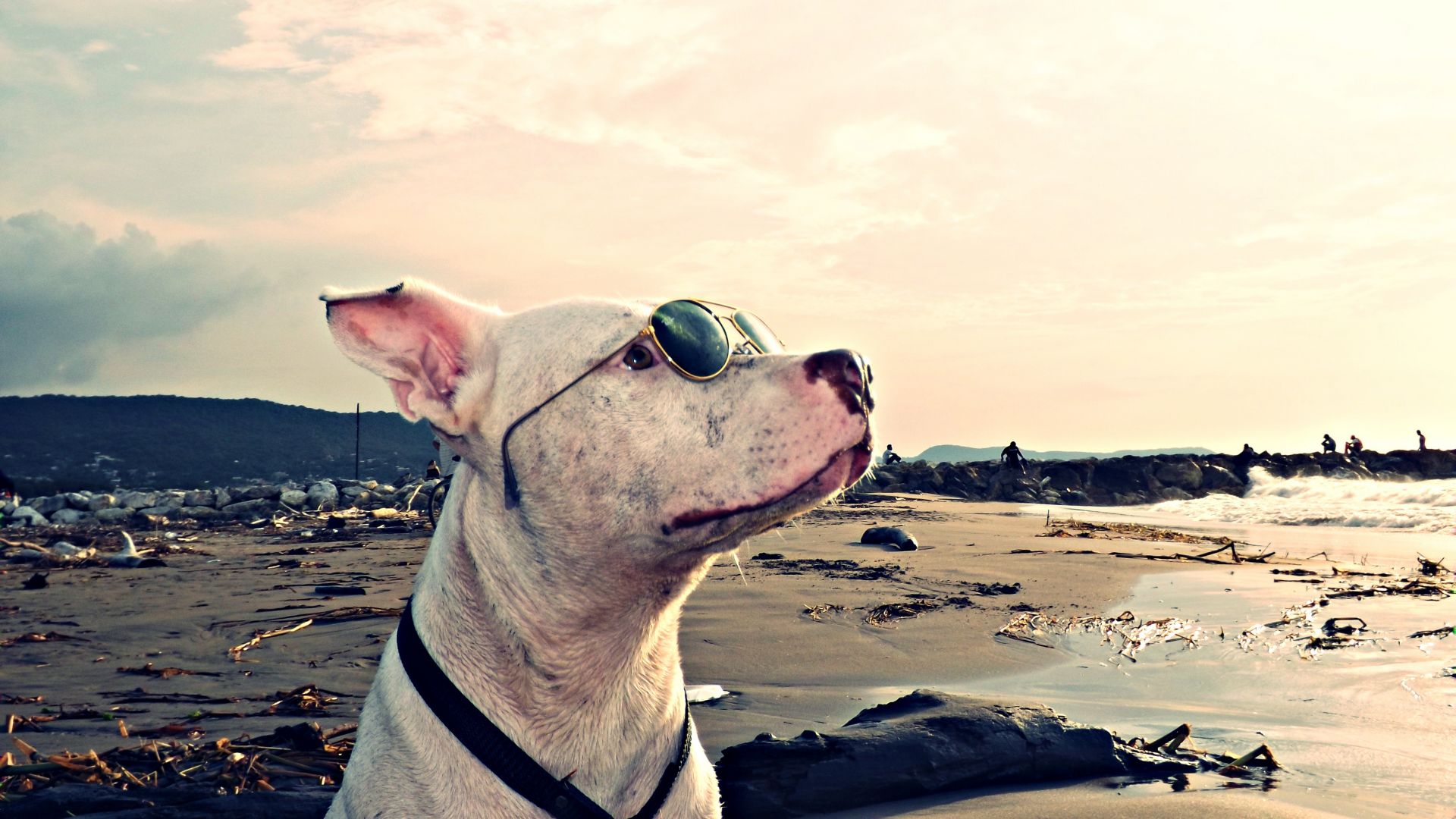 Wallpaper Dog, funny, sunglasses