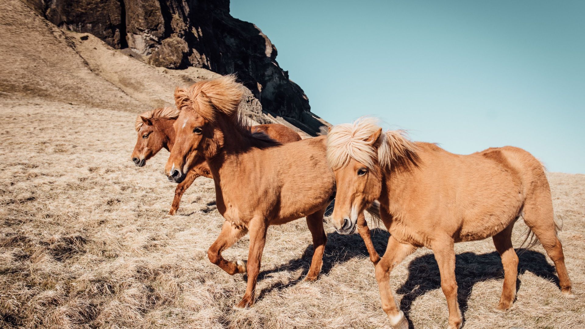 Wallpaper Horses in iceland and romania