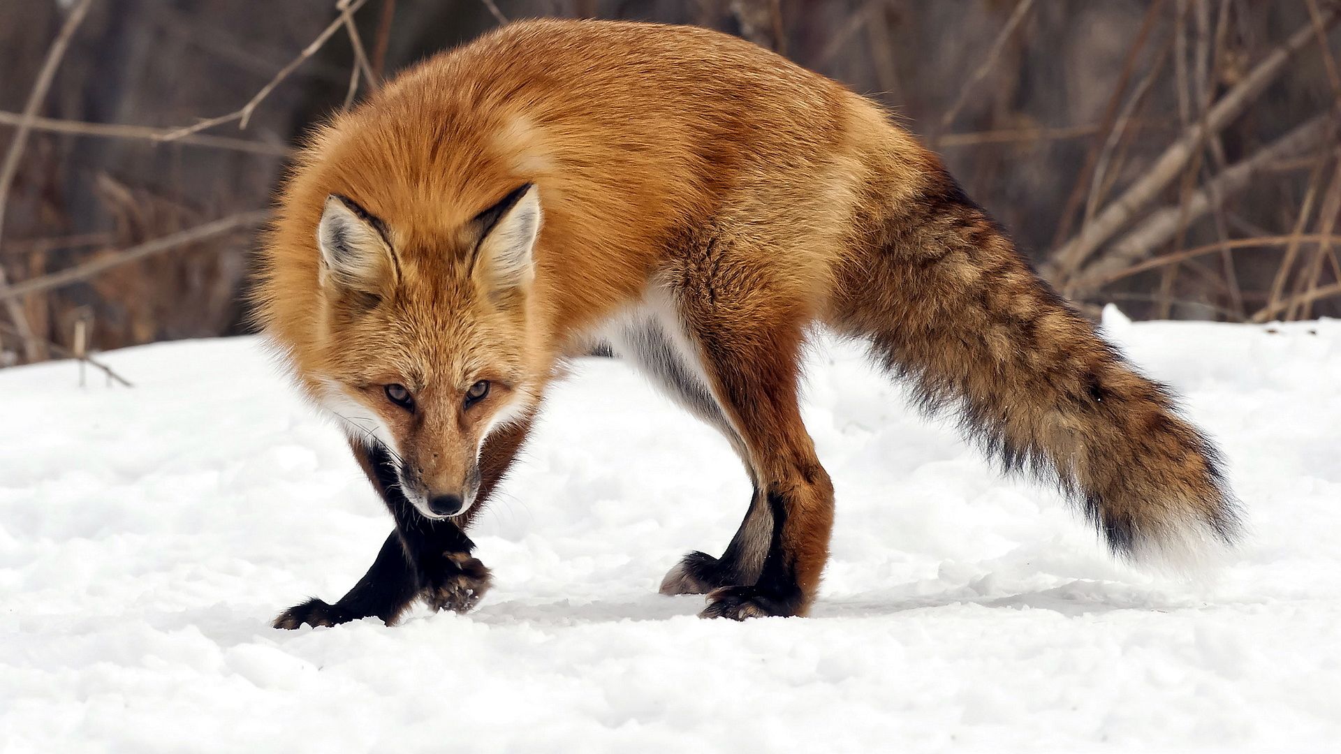 Wallpaper Fox in winter