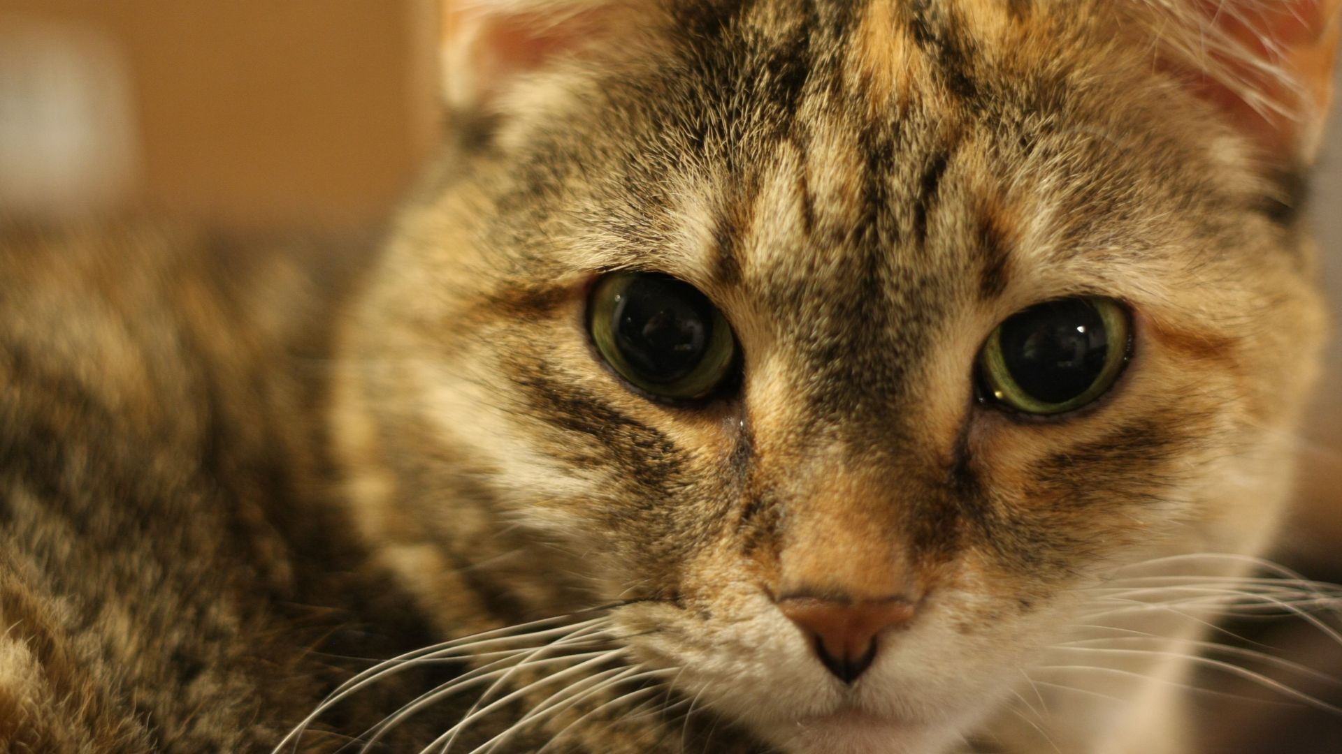 Wallpaper Kitty, animal, cat eyes