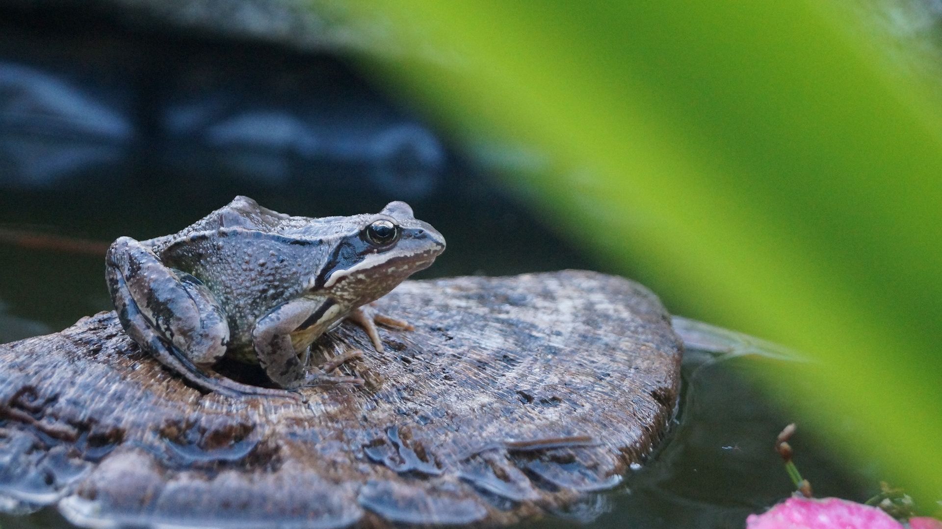 Wallpaper Pond, lake, toad, frog animal