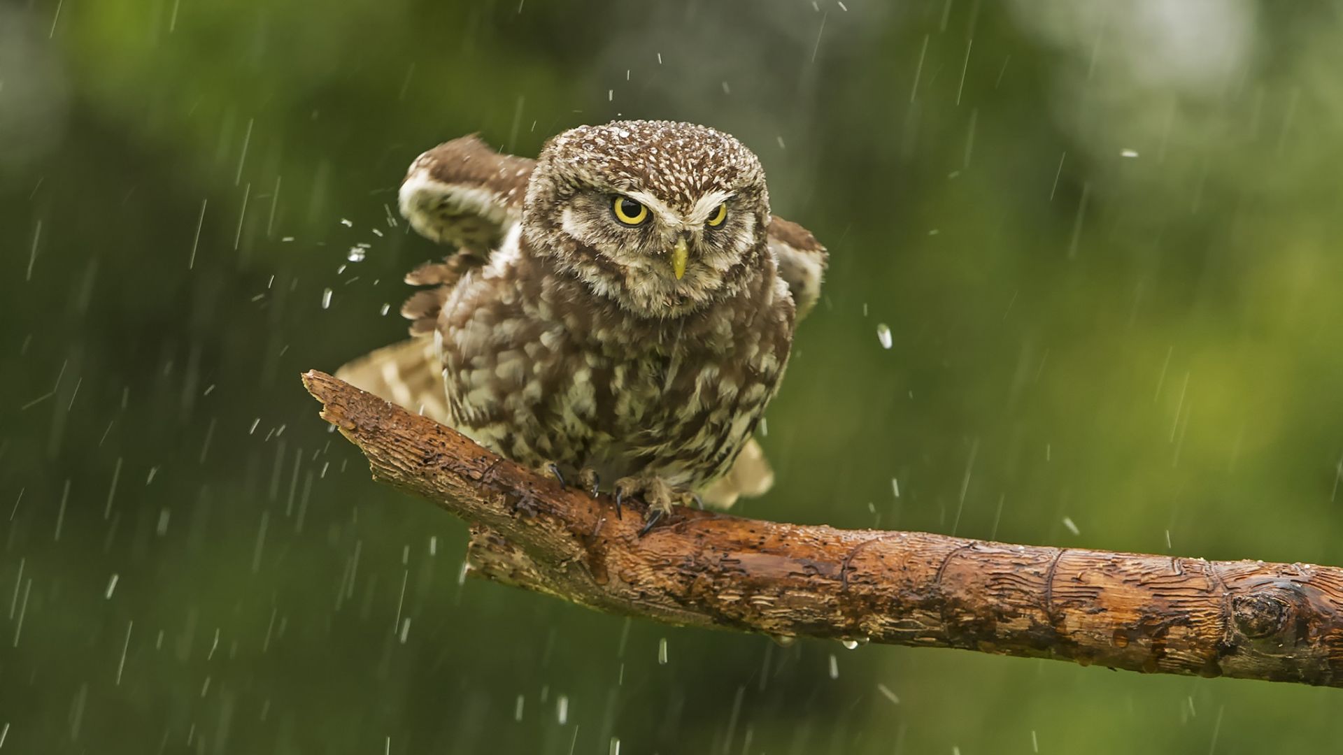Wallpaper Owl bird sitting on tree branch in rain