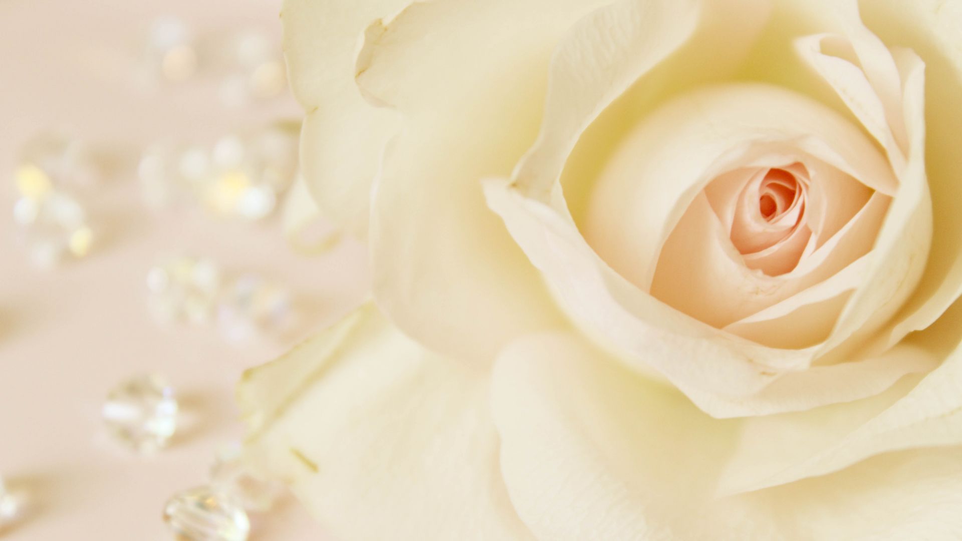 Yellow Roses Images Pics Wallpaper Photos Bouquet in HD FREE Download