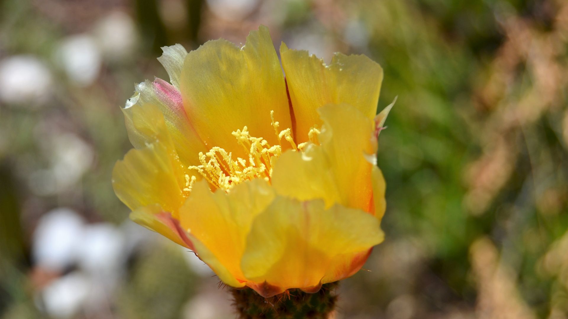 Wallpaper Cactus flower, blossom