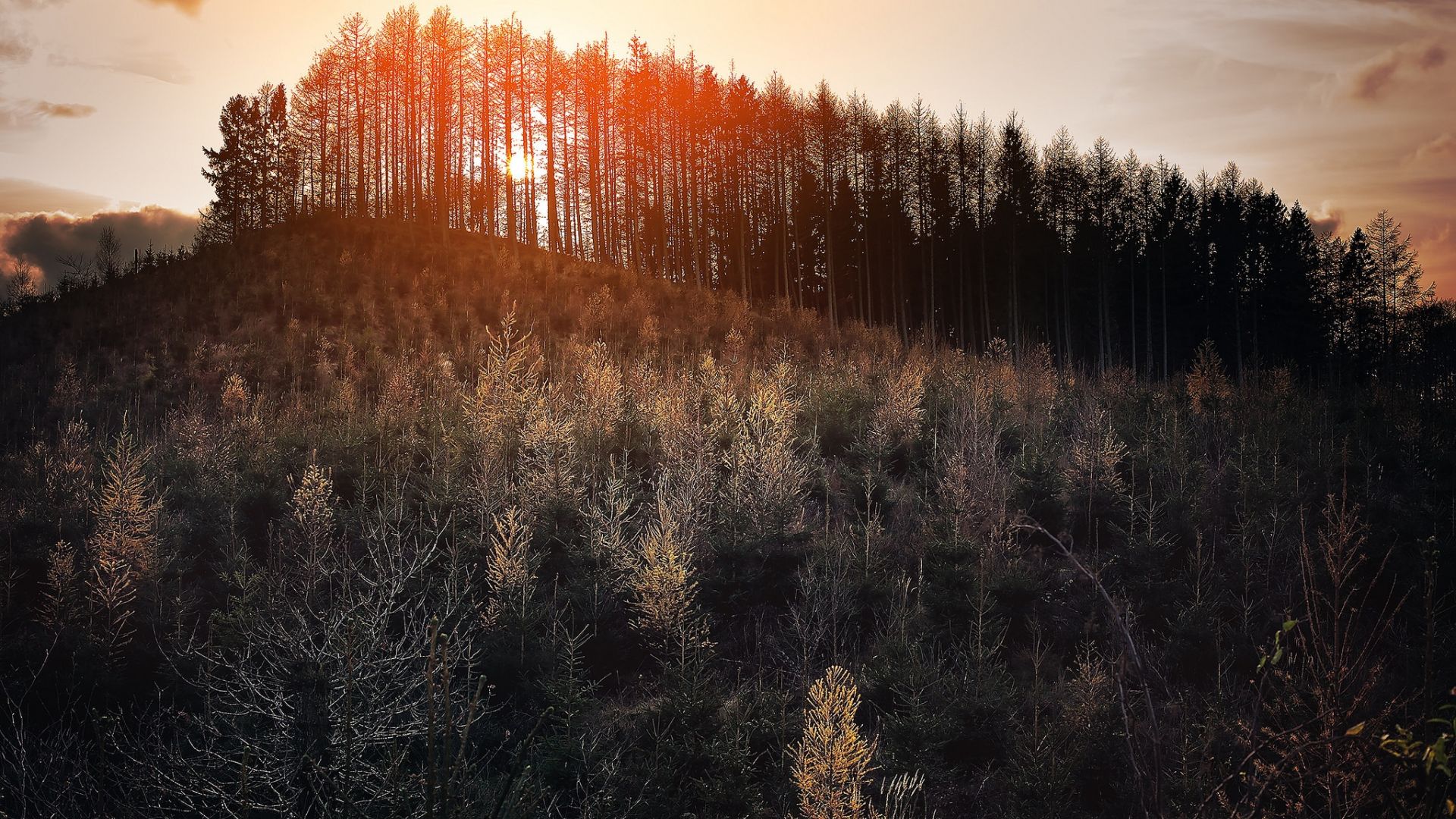 Wallpaper Forest, trees, sunlight