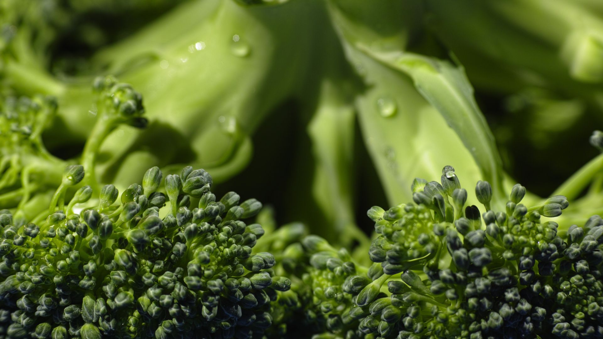 Wallpaper Broccoli Vegetables close up