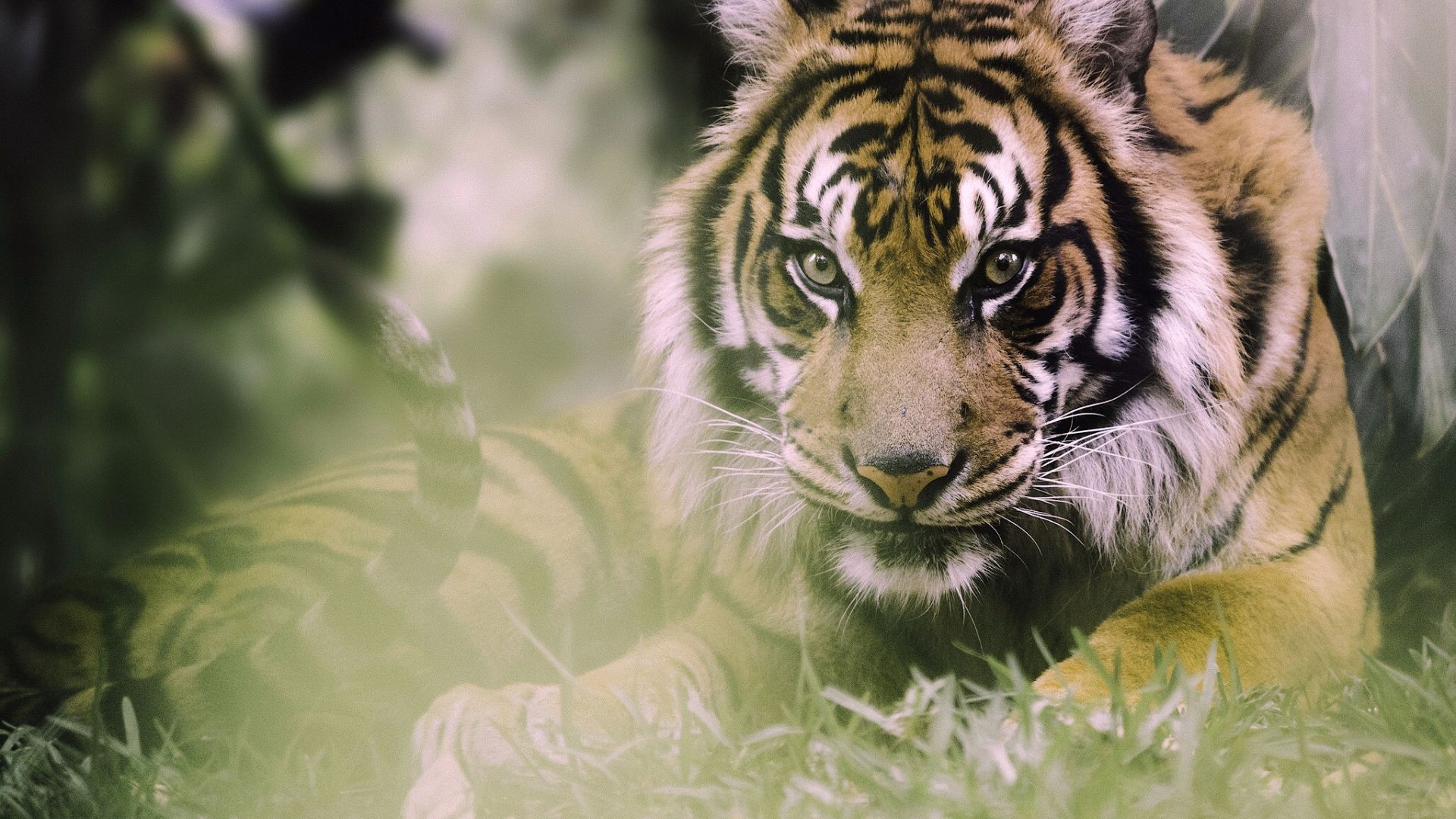 Wallpaper Tiger, predator, stare, sit, animal