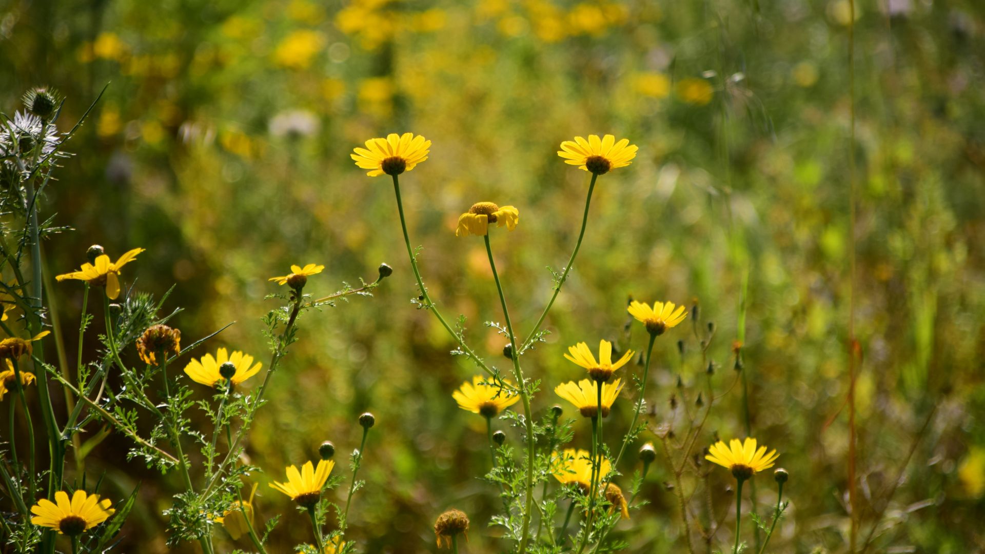 Wallpaper Wild yellow flowers, meadow, blur