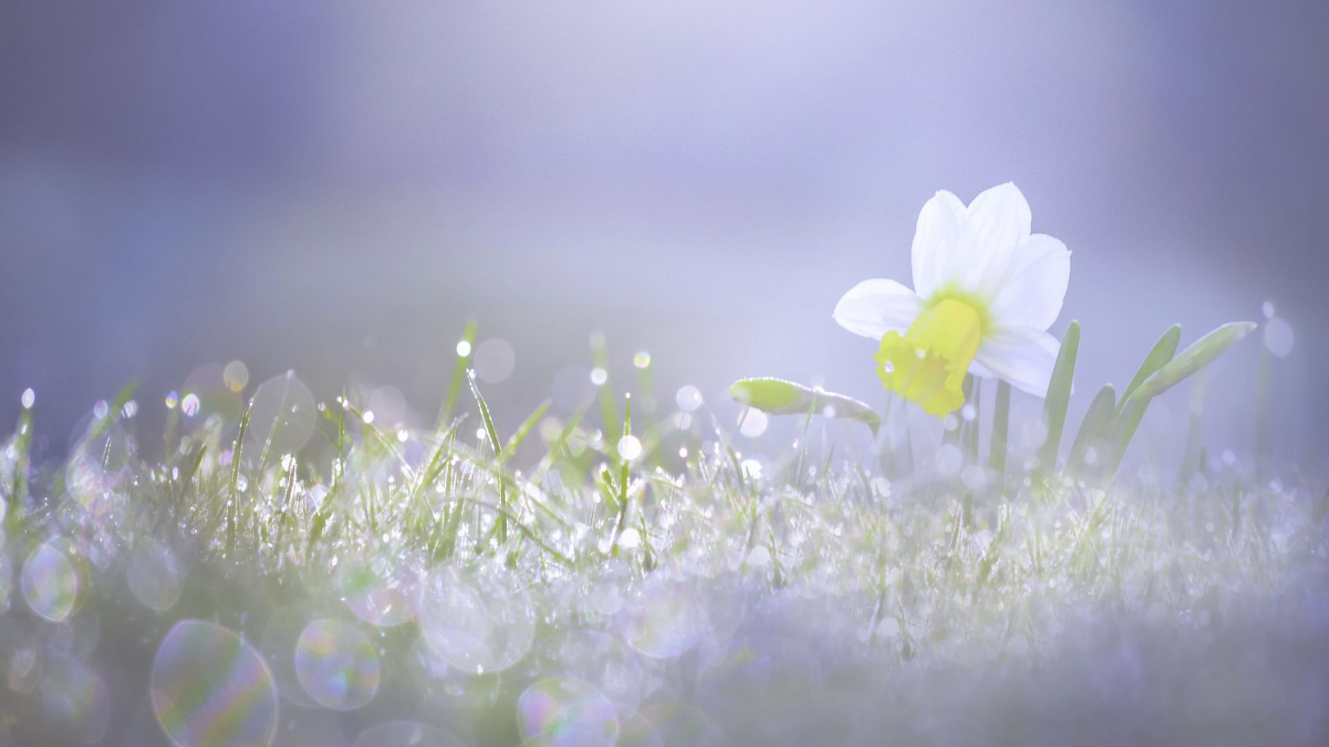 Wallpaper Daffodil, white flowers, bokeh, close up, sunlight 