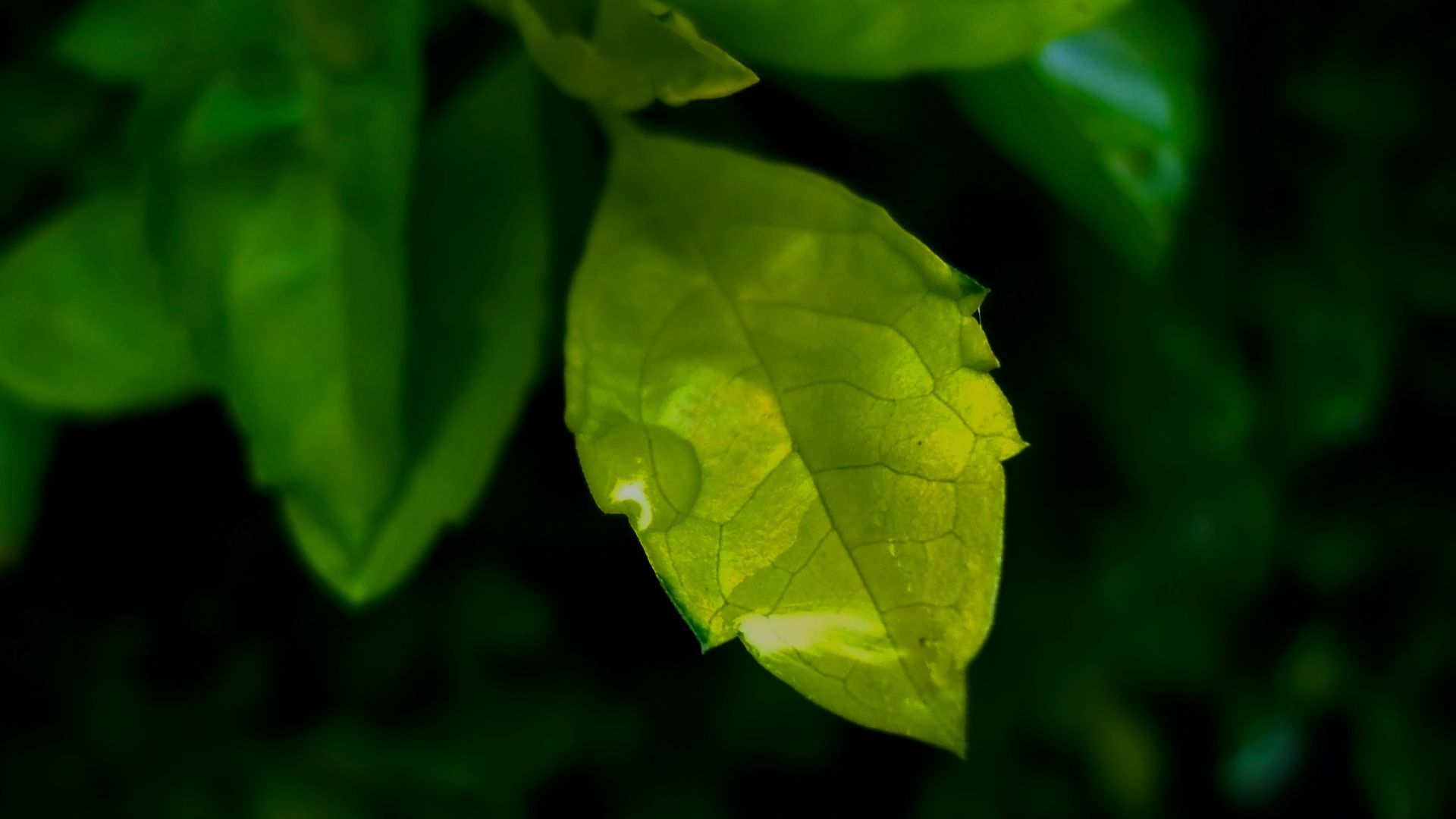 Wallpaper Close up, leaf, drops