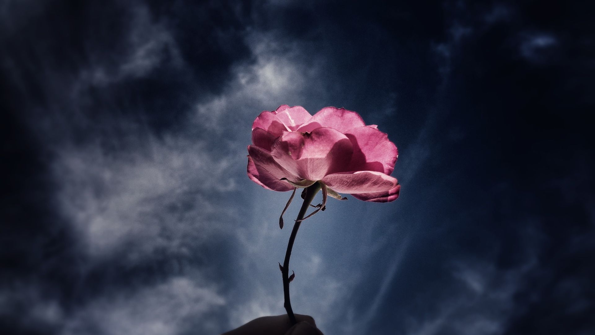 Wallpaper Pink rose, cloudy sky