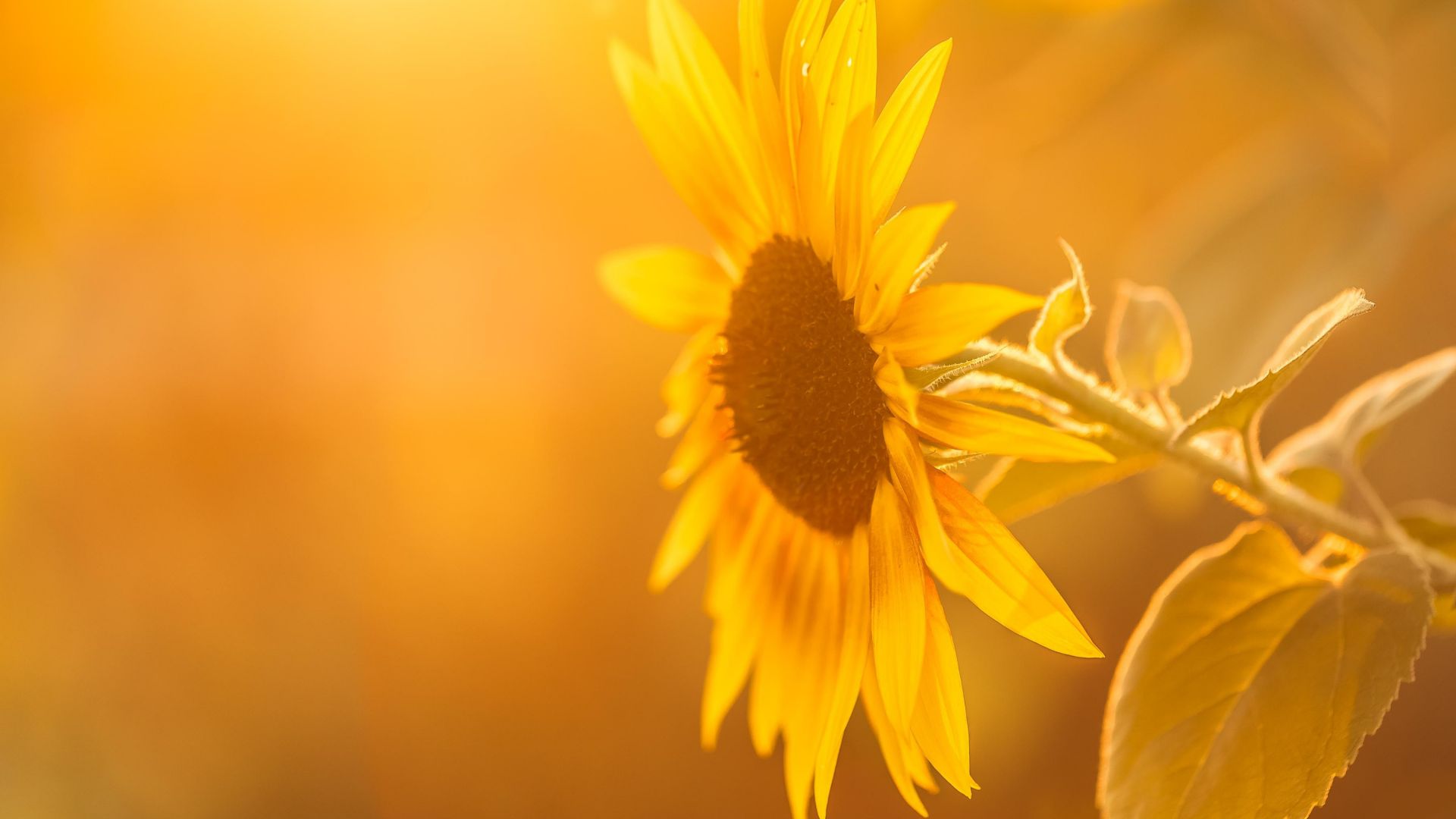 Wallpaper Sunflower, sunlight, close up