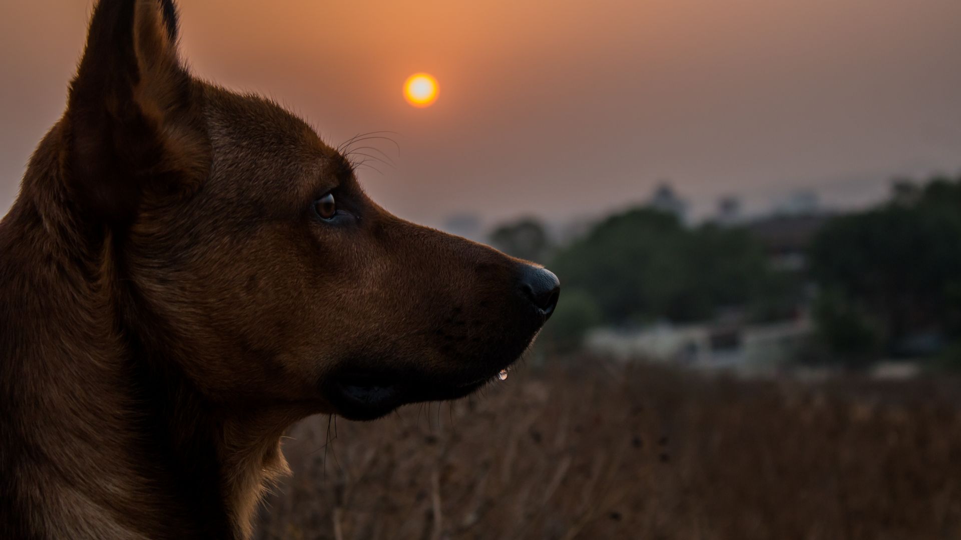 Wallpaper Dog head, ear, sunset