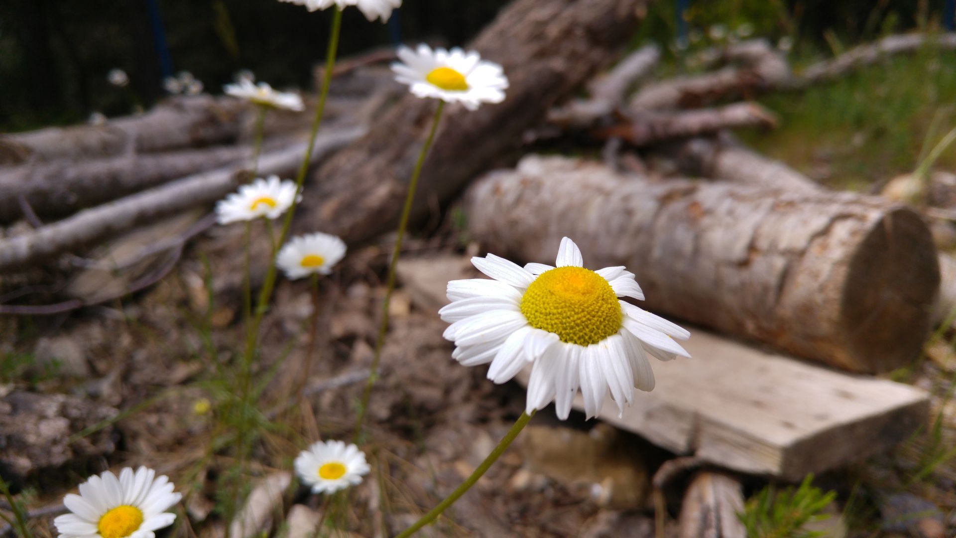 Wallpaper Daisy, backyard, white flowers, bloom