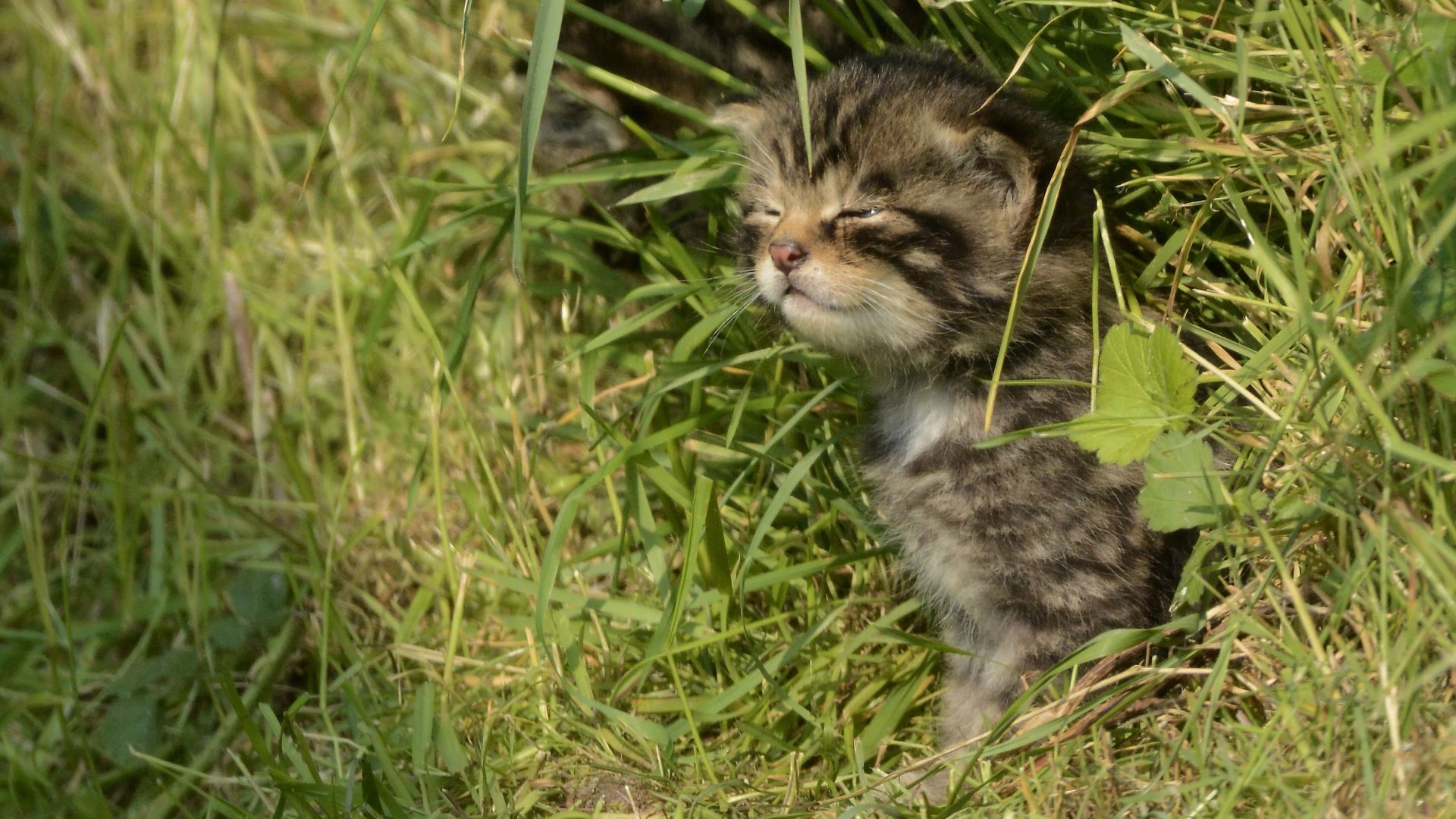 Wallpaper Cute kitten, grass, closed eyes