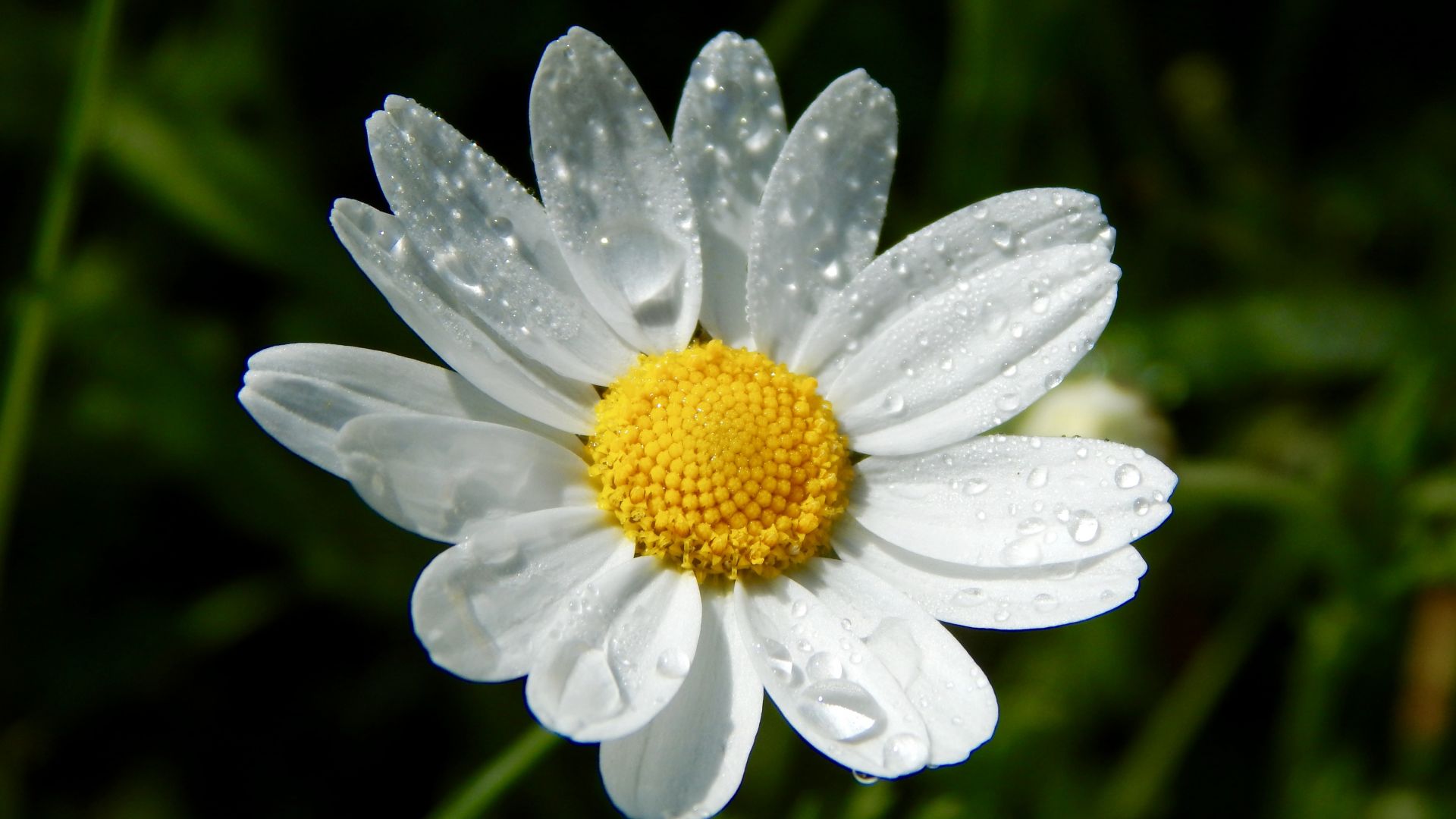 Wallpaper Water drops, petals, bloom, white flower, daisy