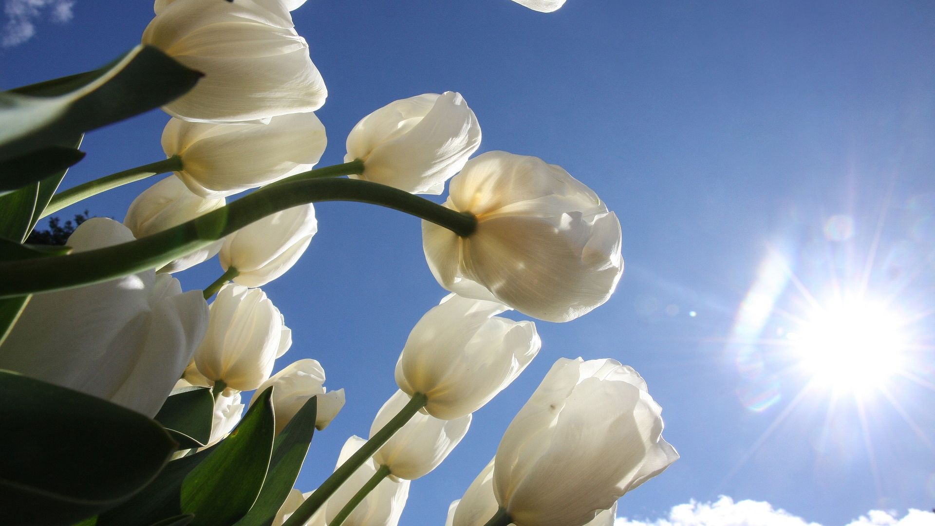 Wallpaper White flowers, tulip, sunlight