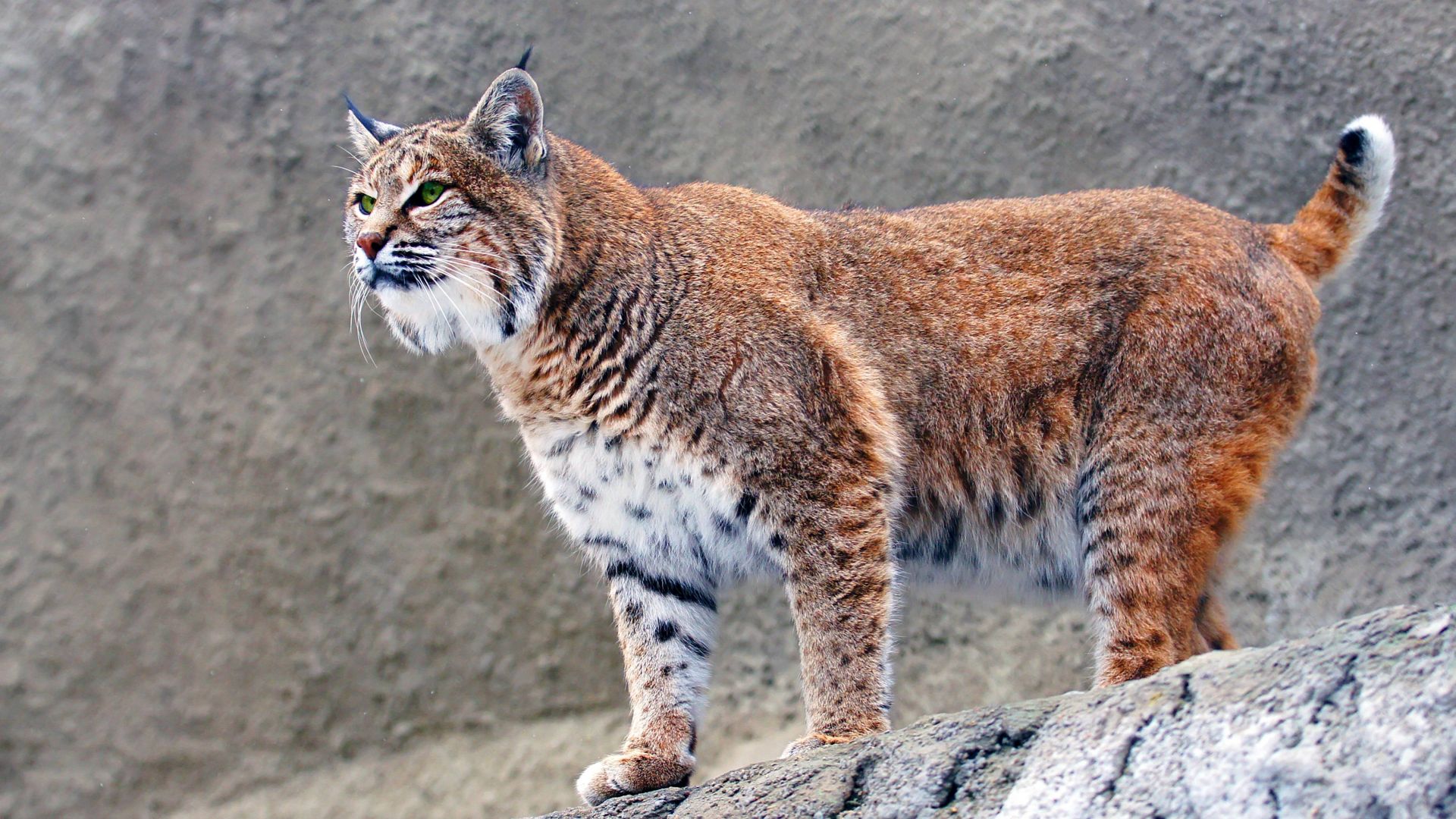Wallpaper Lynx big cat