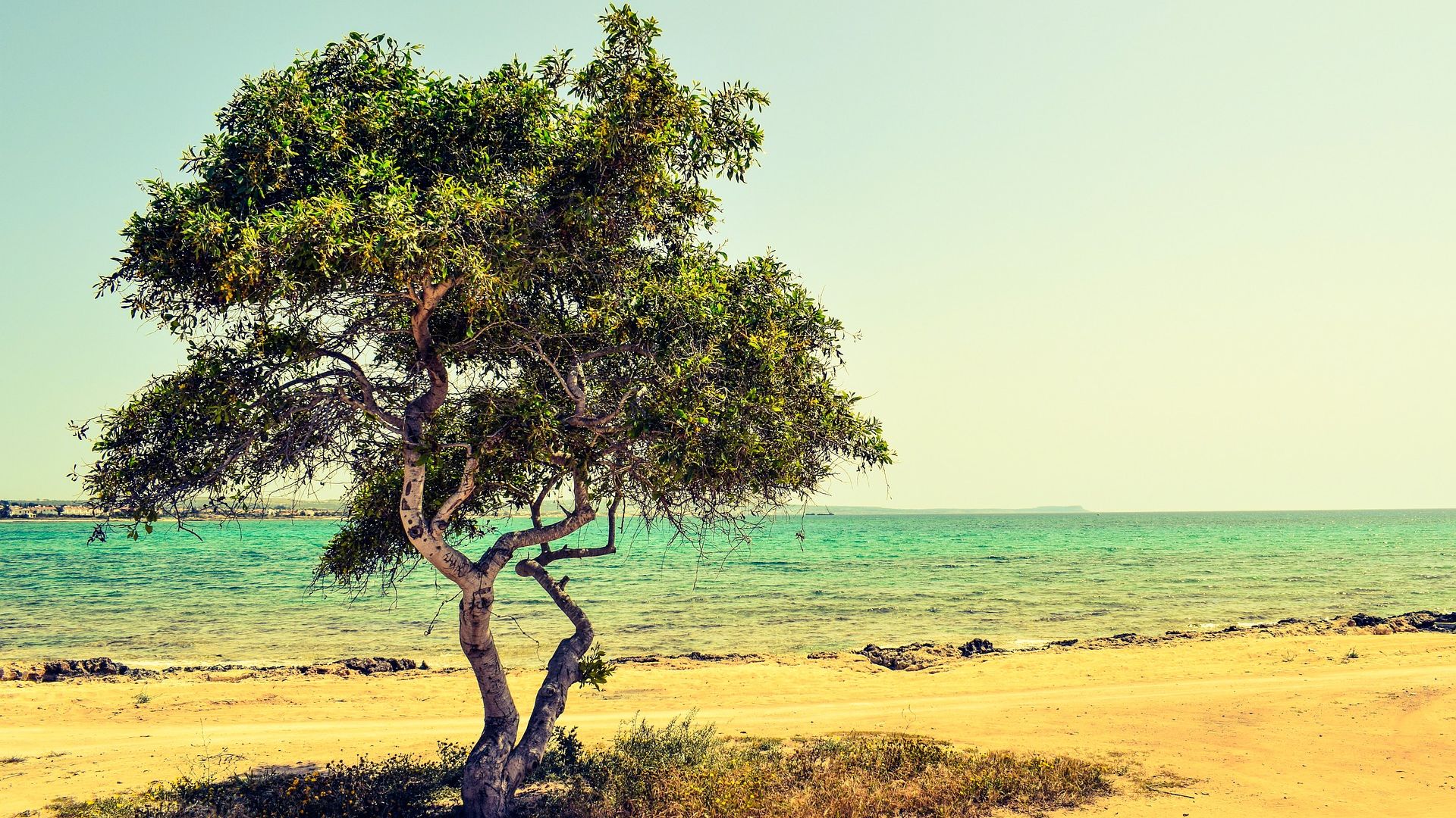 Wallpaper Solo tree at beach, landscape, sea