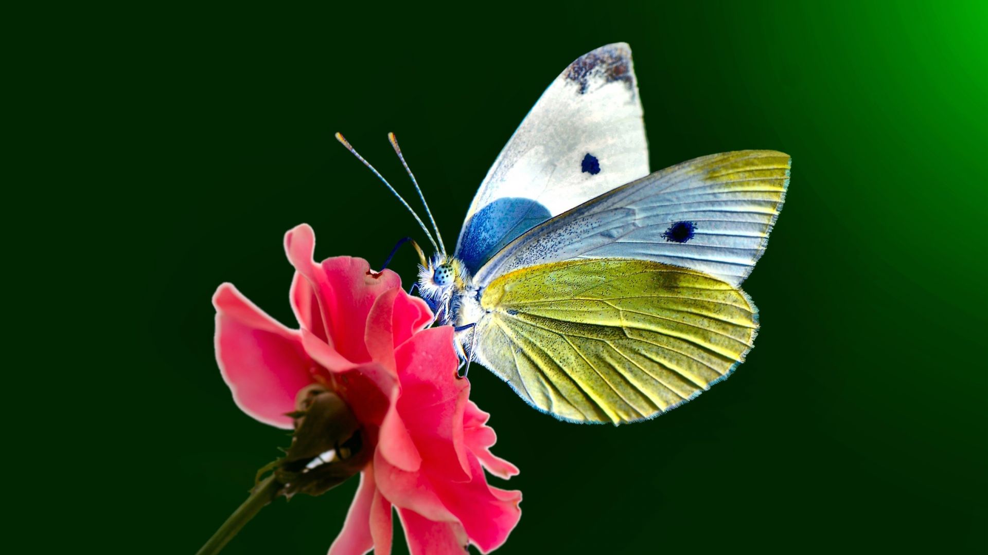 Wallpaper Butterfly, insect, pink flower, close up