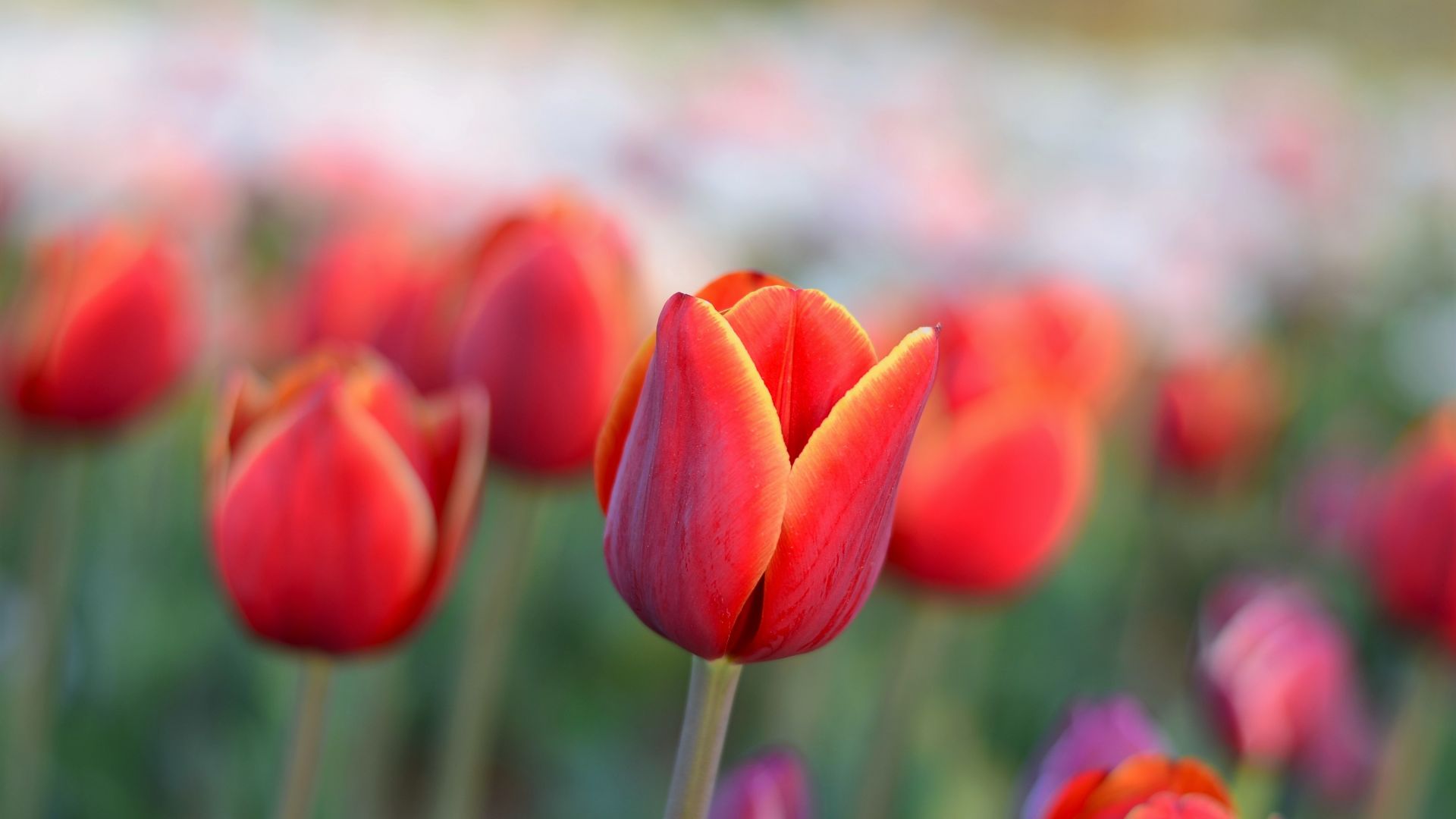 Wallpaper Red tulip, farm field, blur