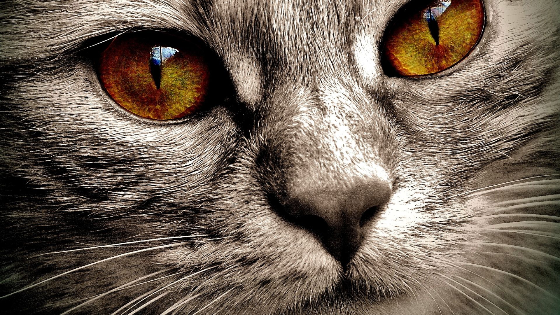 Wallpaper Cat, yellow eyes, fur, head, close up