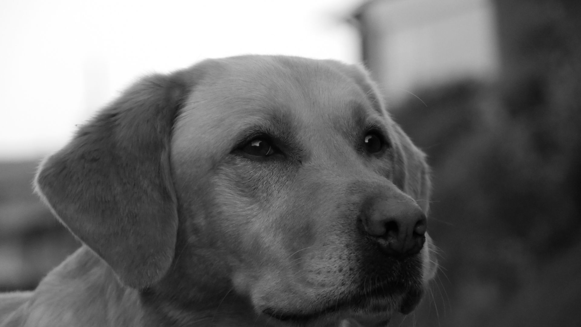 Wallpaper Dog, Golden Retriever, calm, monochrome