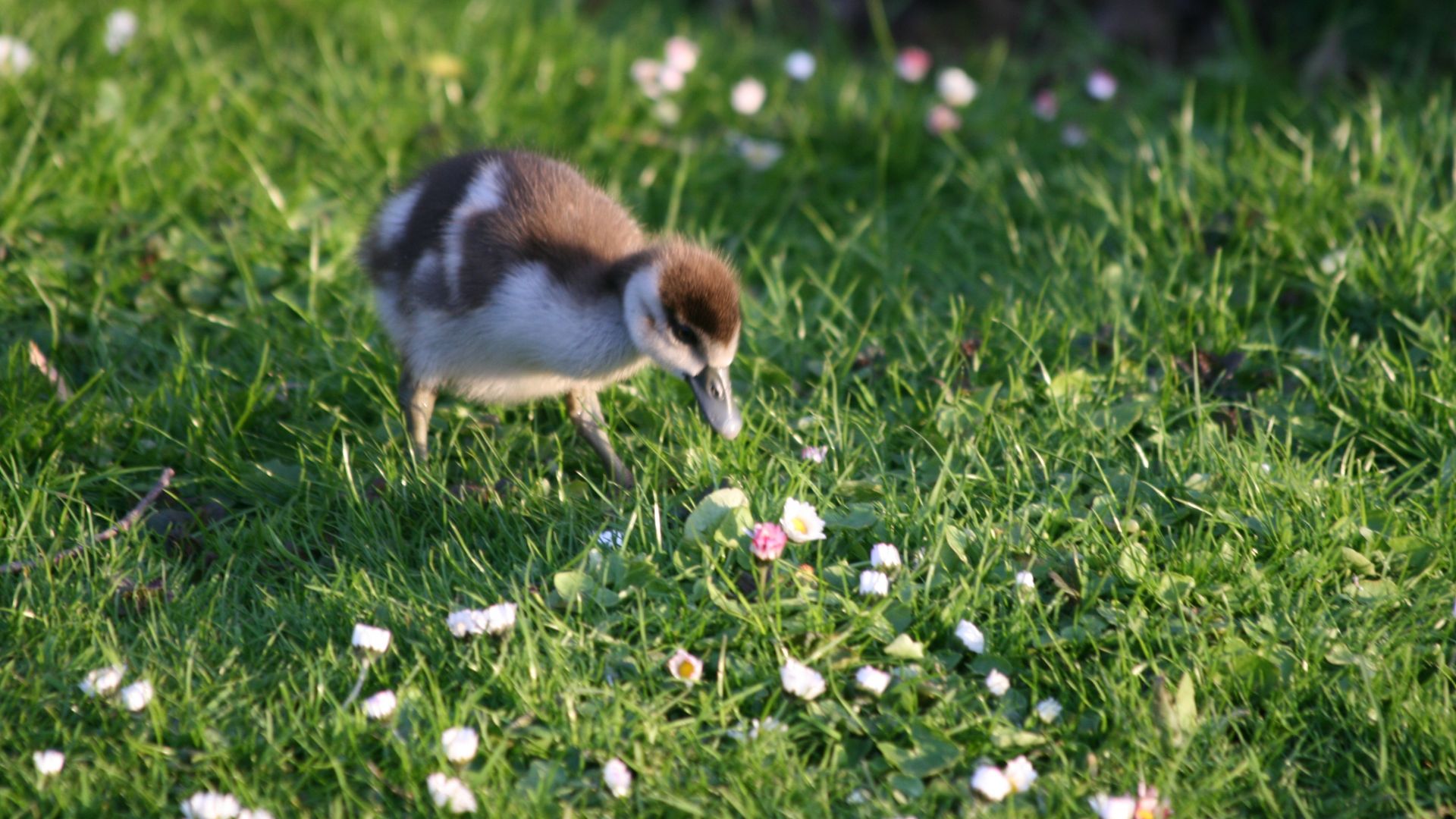 Wallpaper Chick, baby birds, walk, grass