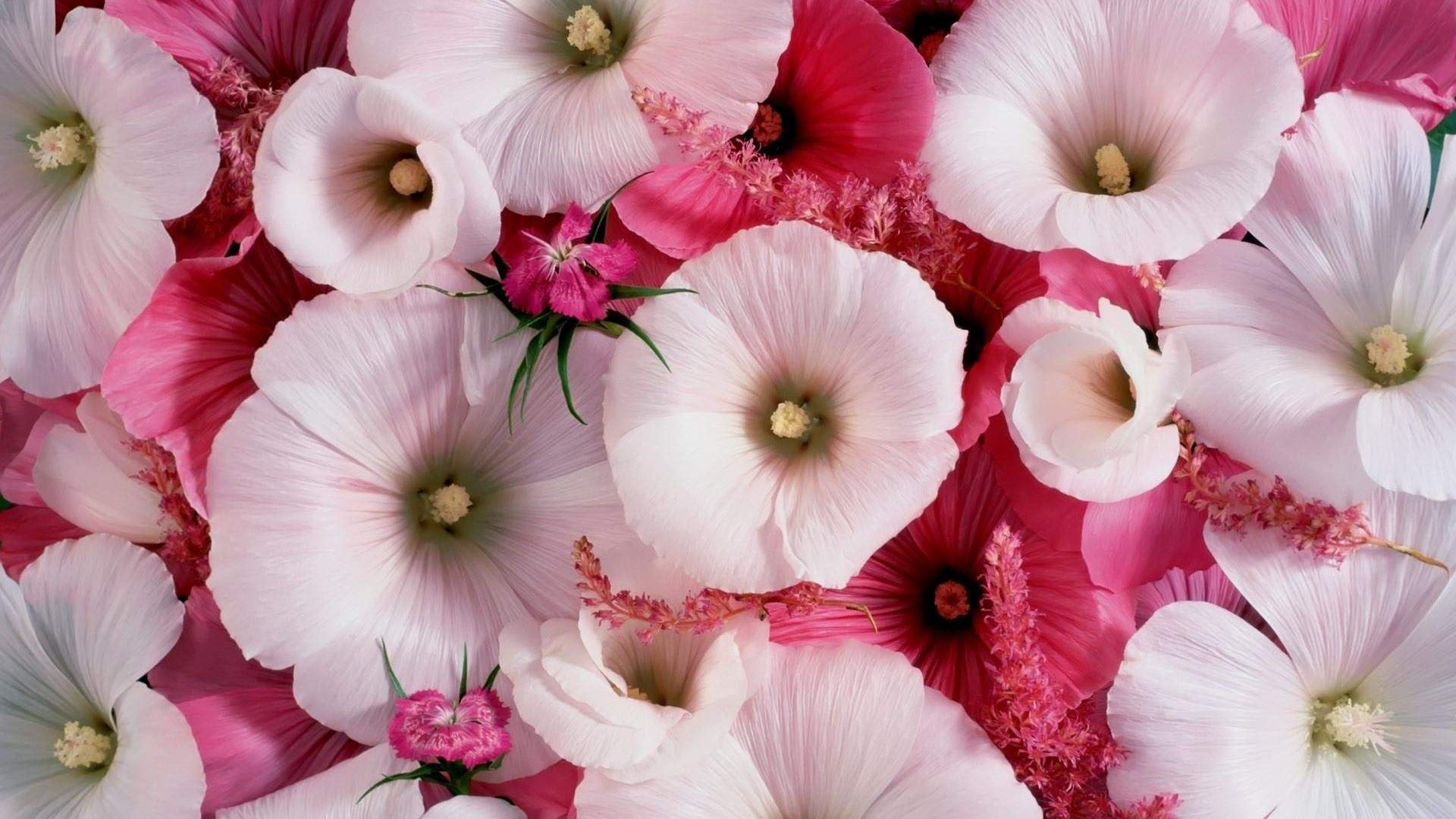 Wallpaper Beauitufl Pink Alcea Rosea flowers