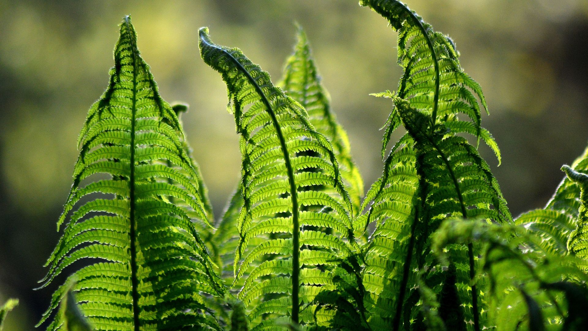Wallpaper Leaves of fern plant
