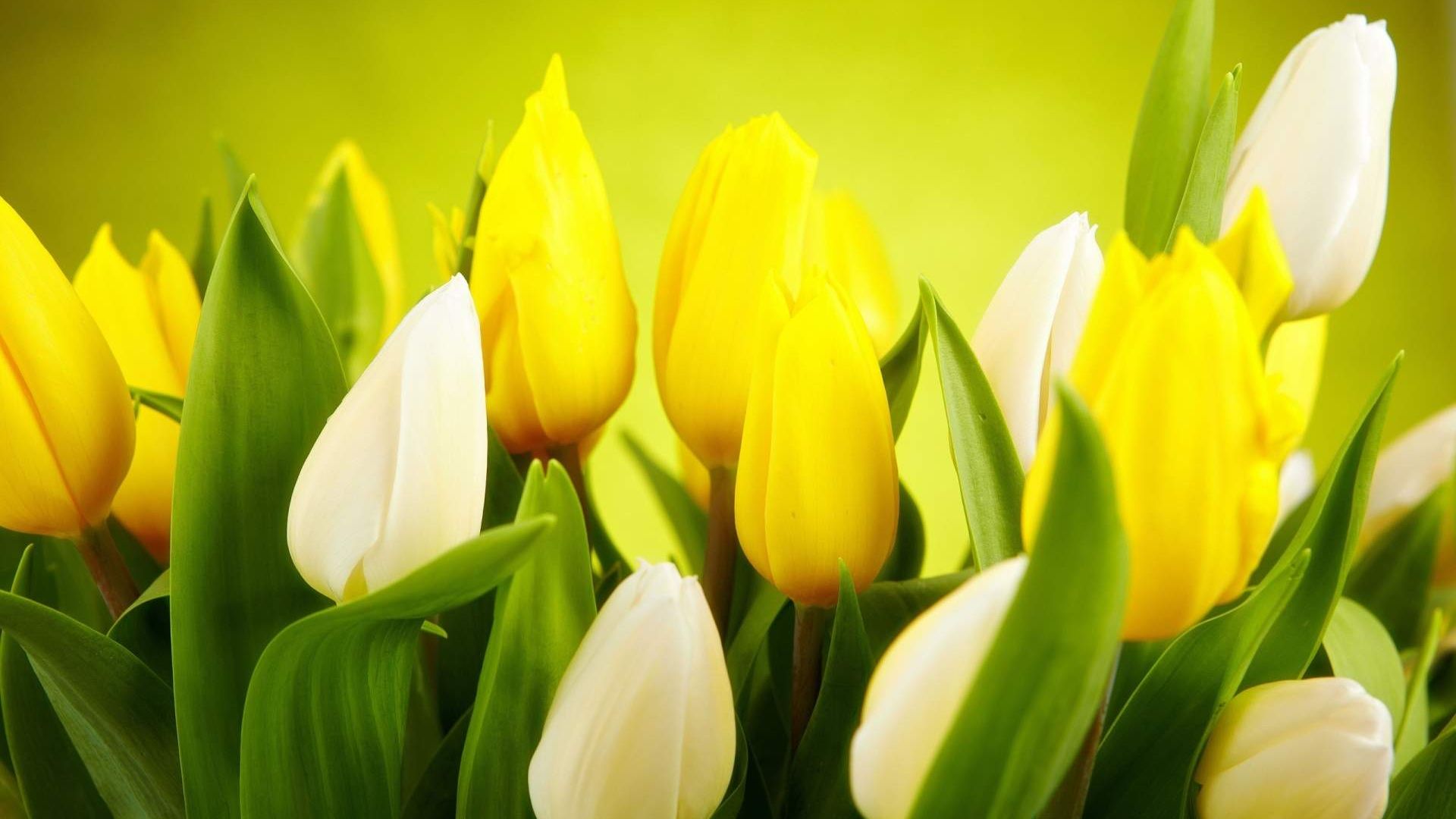Wallpaper White tulips and yellow tulips flowers