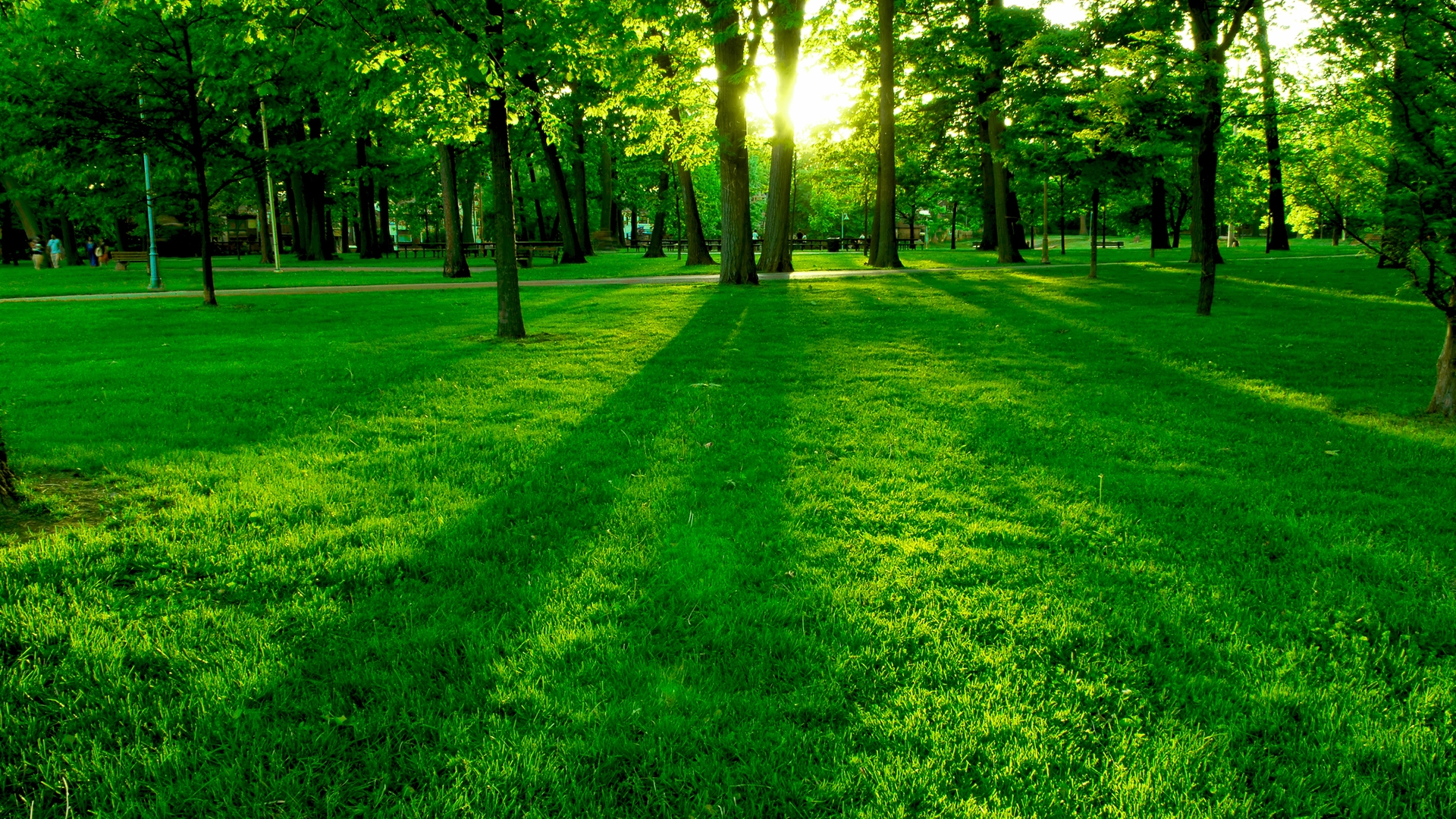 Desktop Wallpaper Green Grass Filed Of Garden, Park, Hd Image, Picture,  Background, Ol4wzc