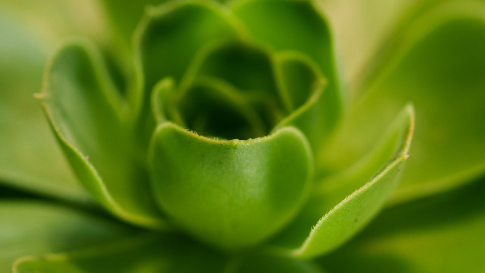Wallpaper green Flower, plant, close up