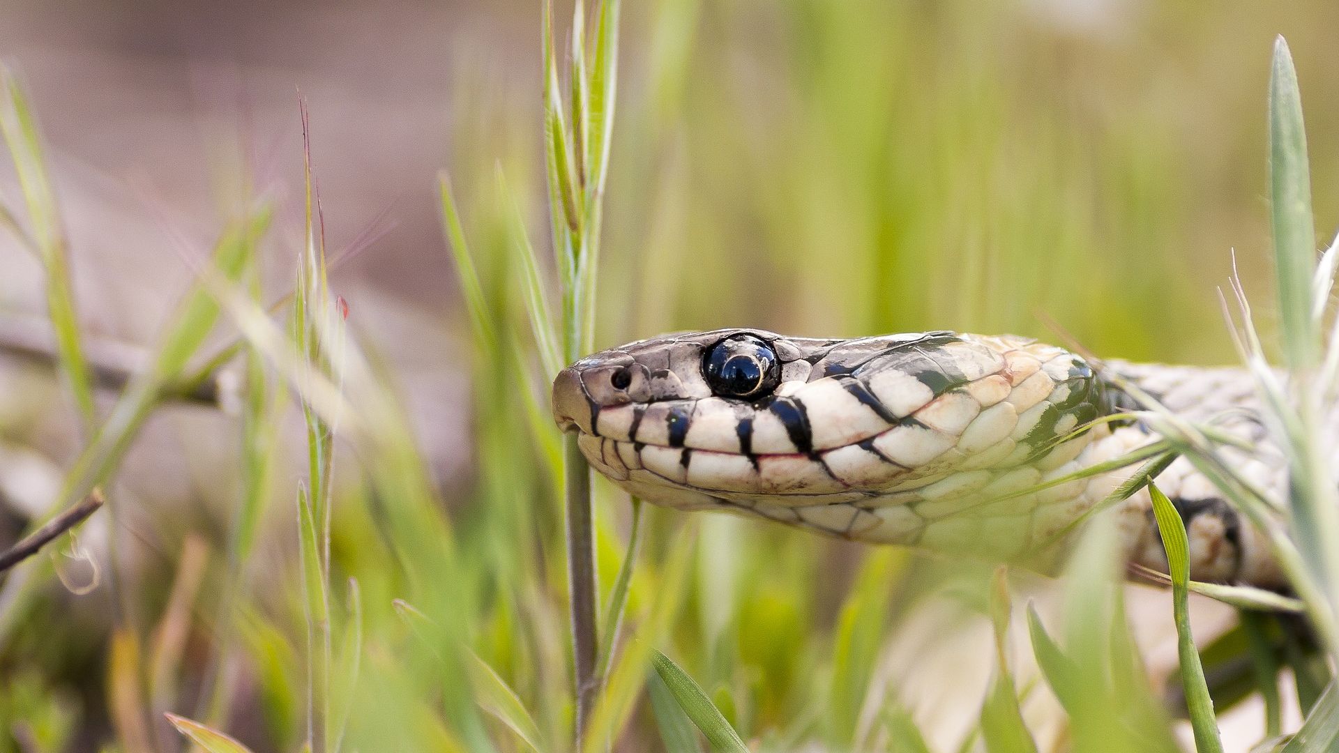 Wallpaper Snake muzzle, reptile, grass
