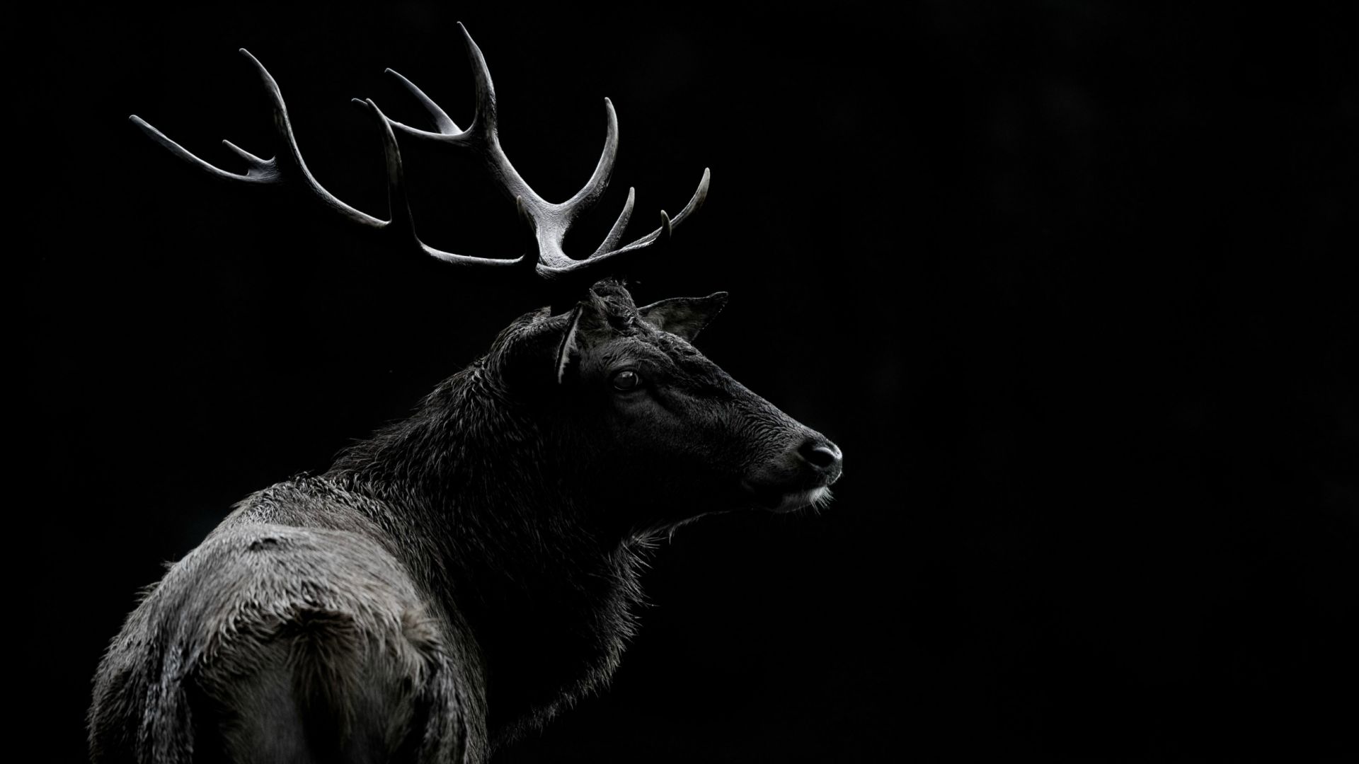 Wallpaper Deer animal, monochrome