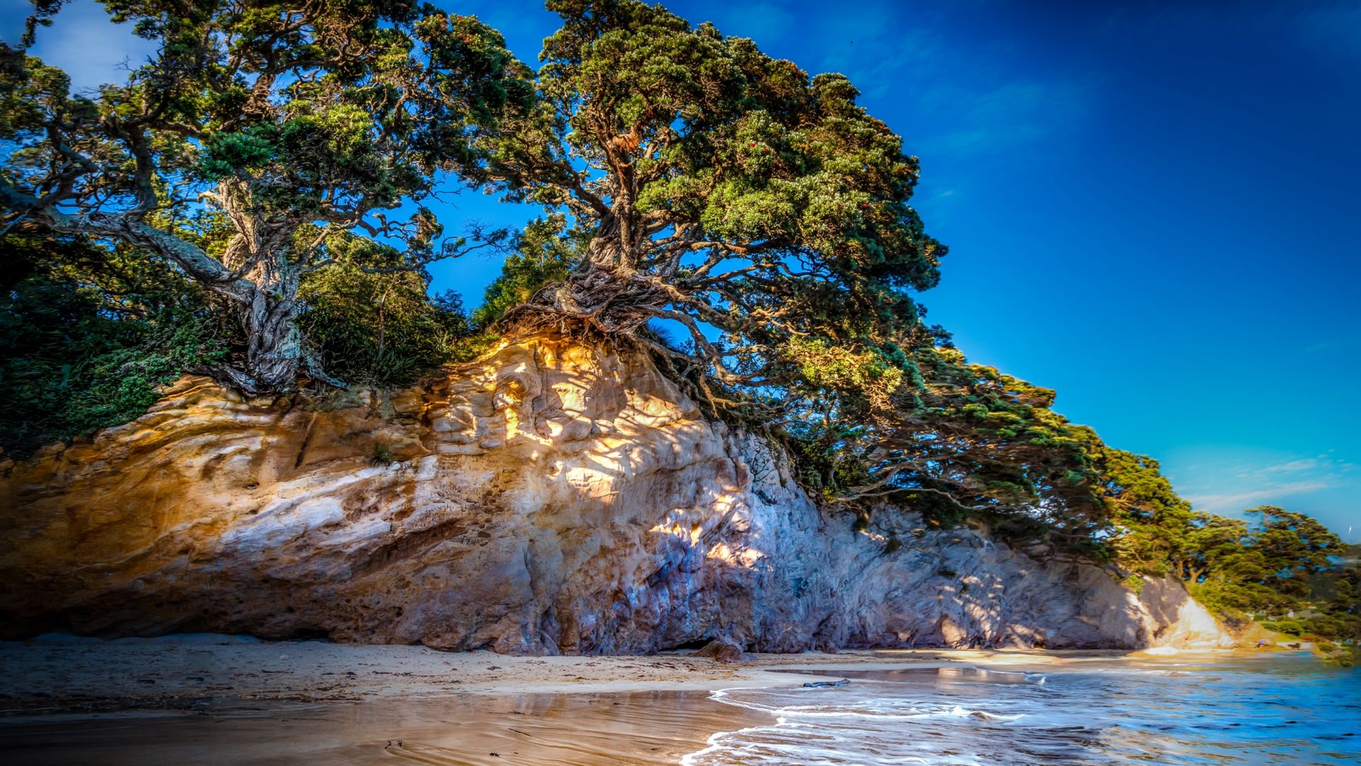 Wallpaper Tree, beach, rocks, nature