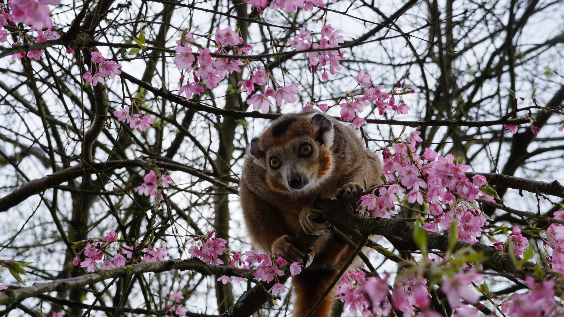 Wallpaper Monkey on tree