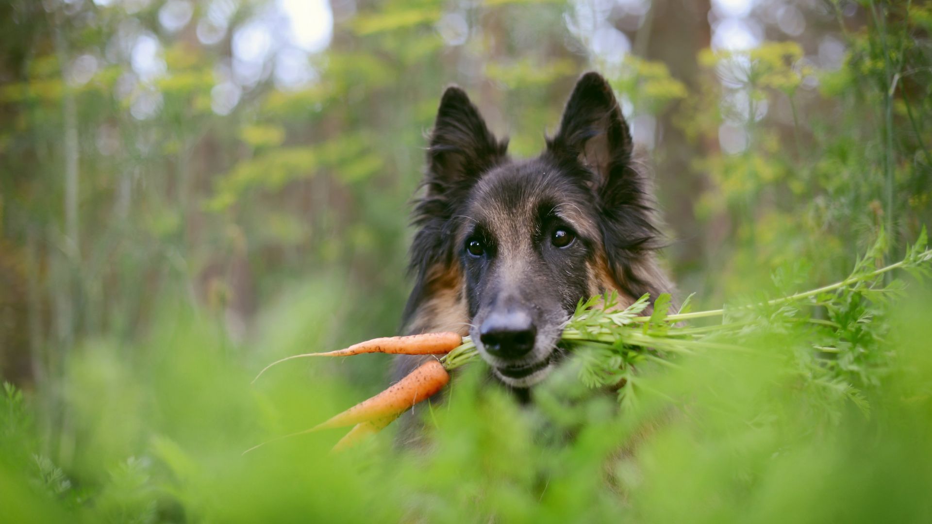 Wallpaper German Shepherd, dog muzzle, plants, carrot, blur