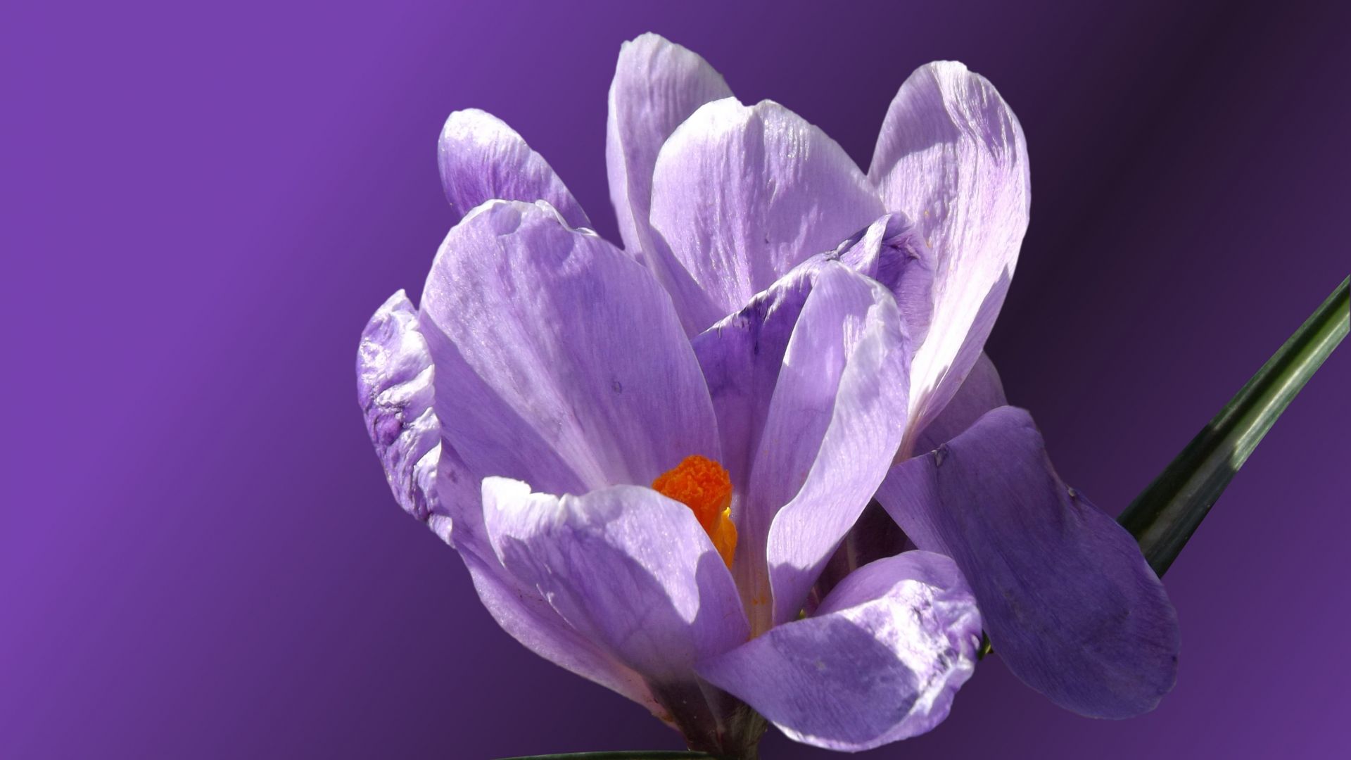 Wallpaper Bloom, crocus, purple flowers