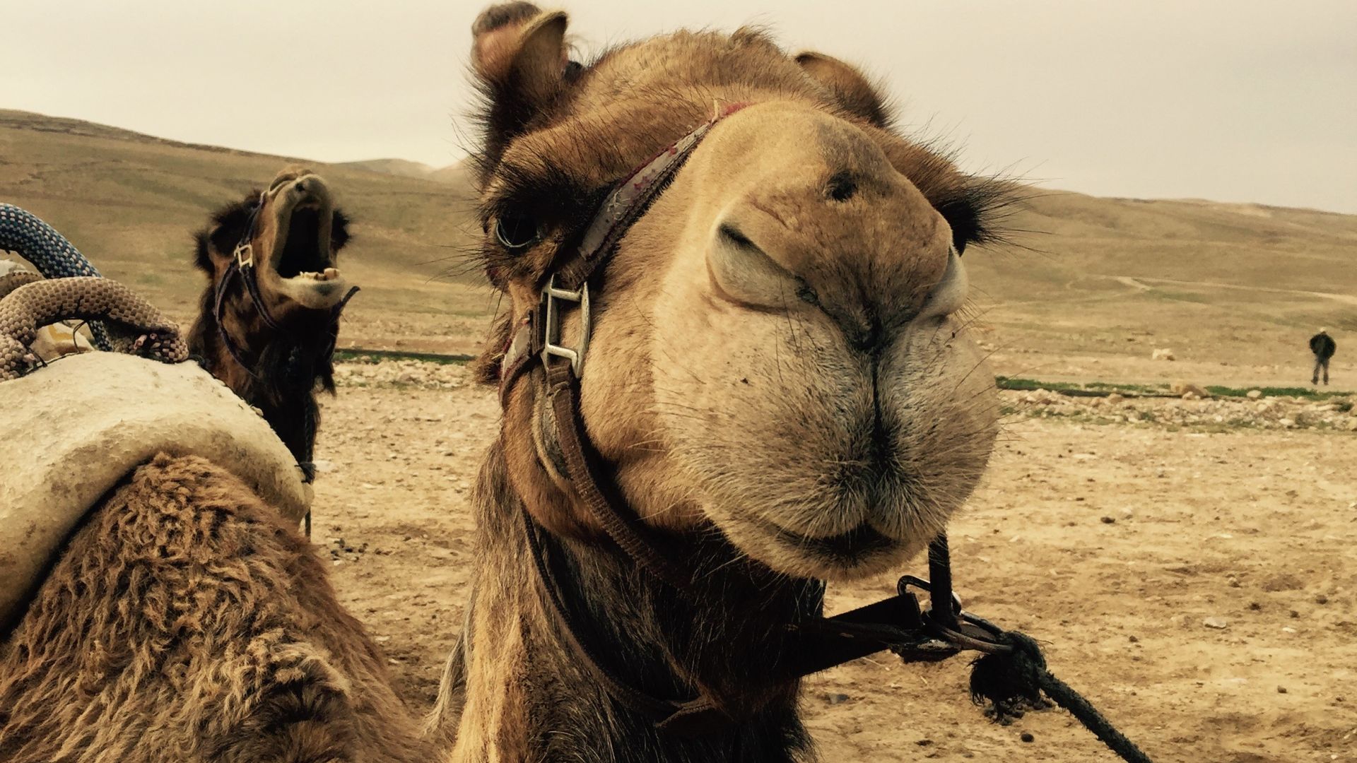 Wallpaper Desert, camel muzzle