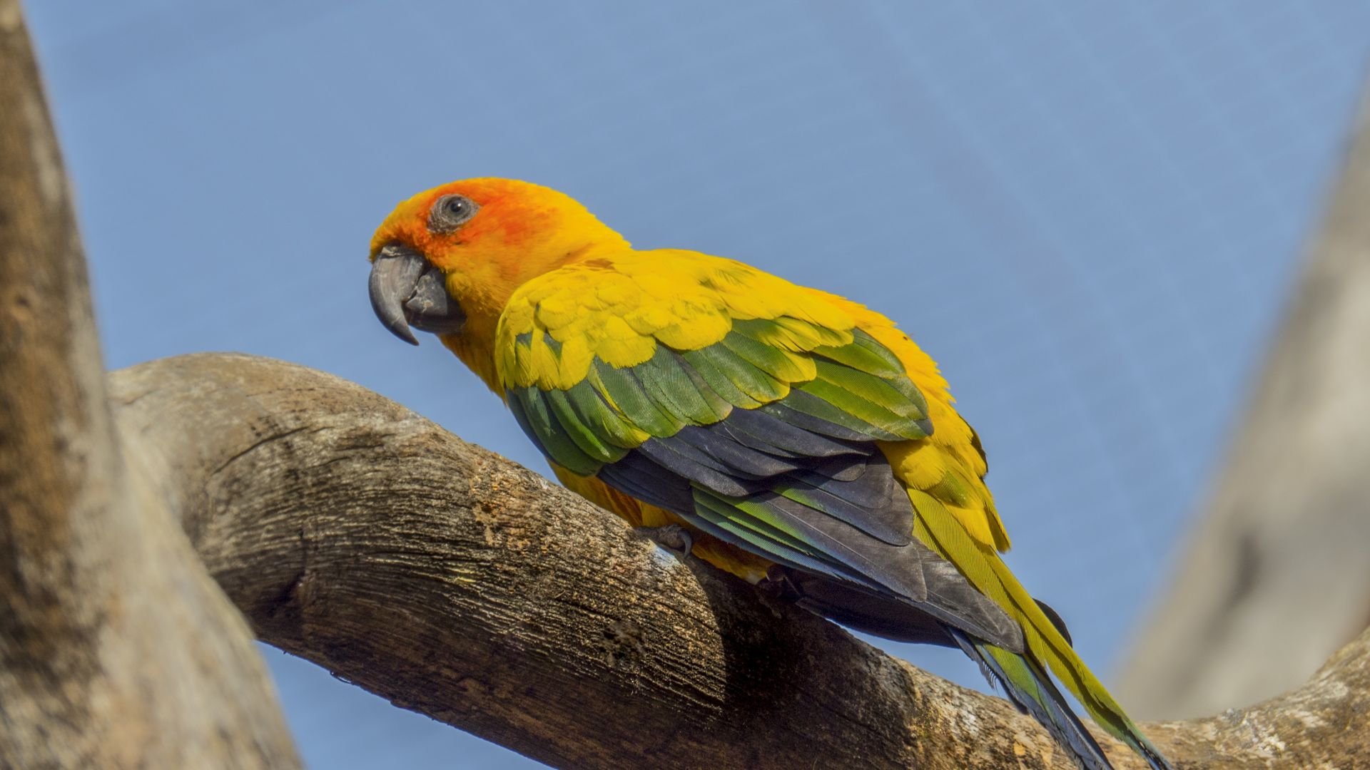 Wallpaper Parrot, colorful bird, sitting