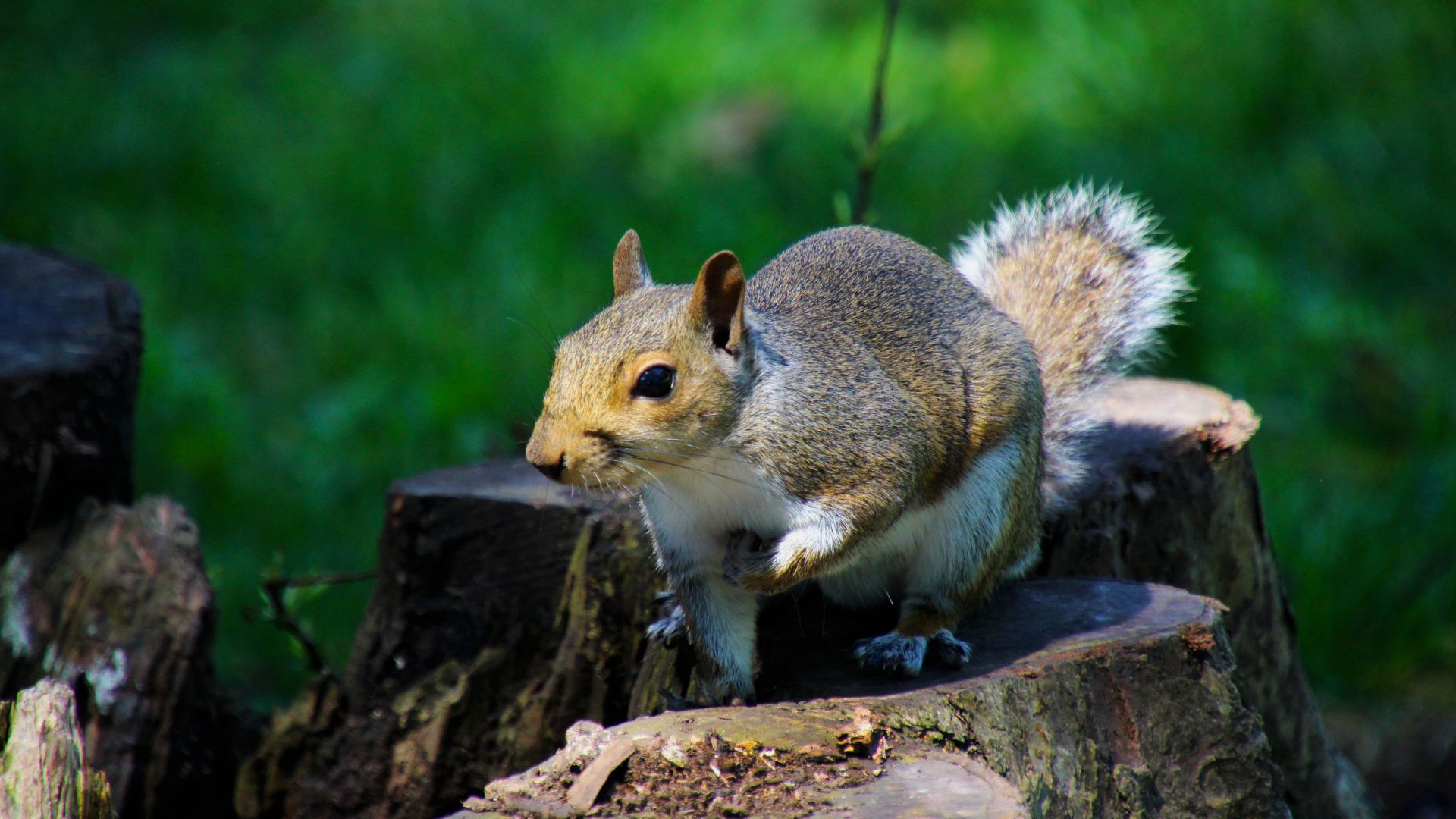 Wallpaper Squirrel, play, rodent, cute