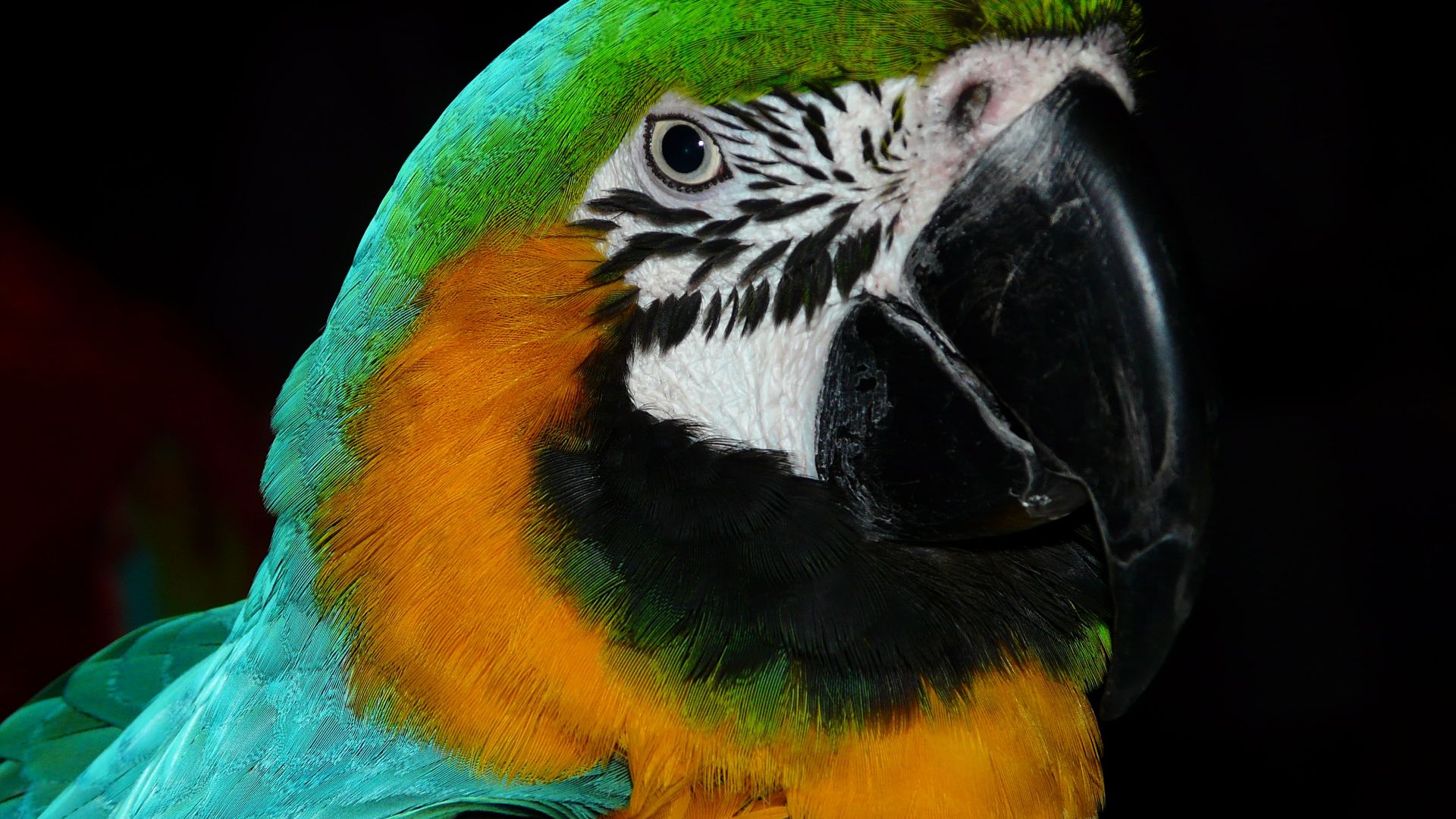 Wallpaper Macaw parrot, bird muzzle, beak